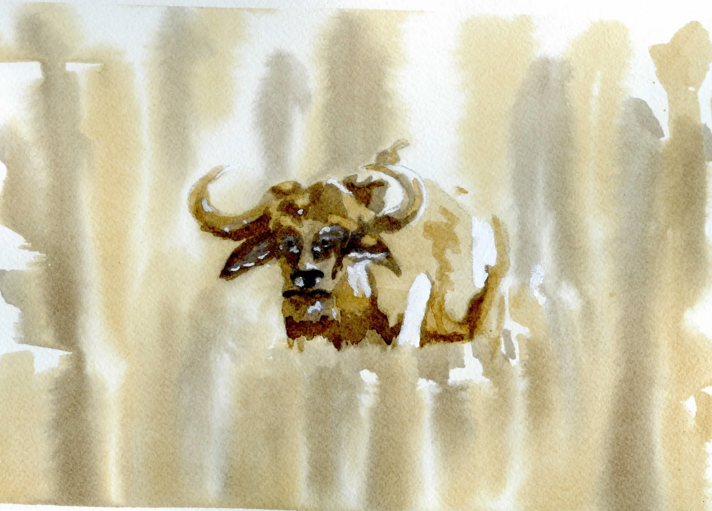 Water Buffalo Coffee and Tea 