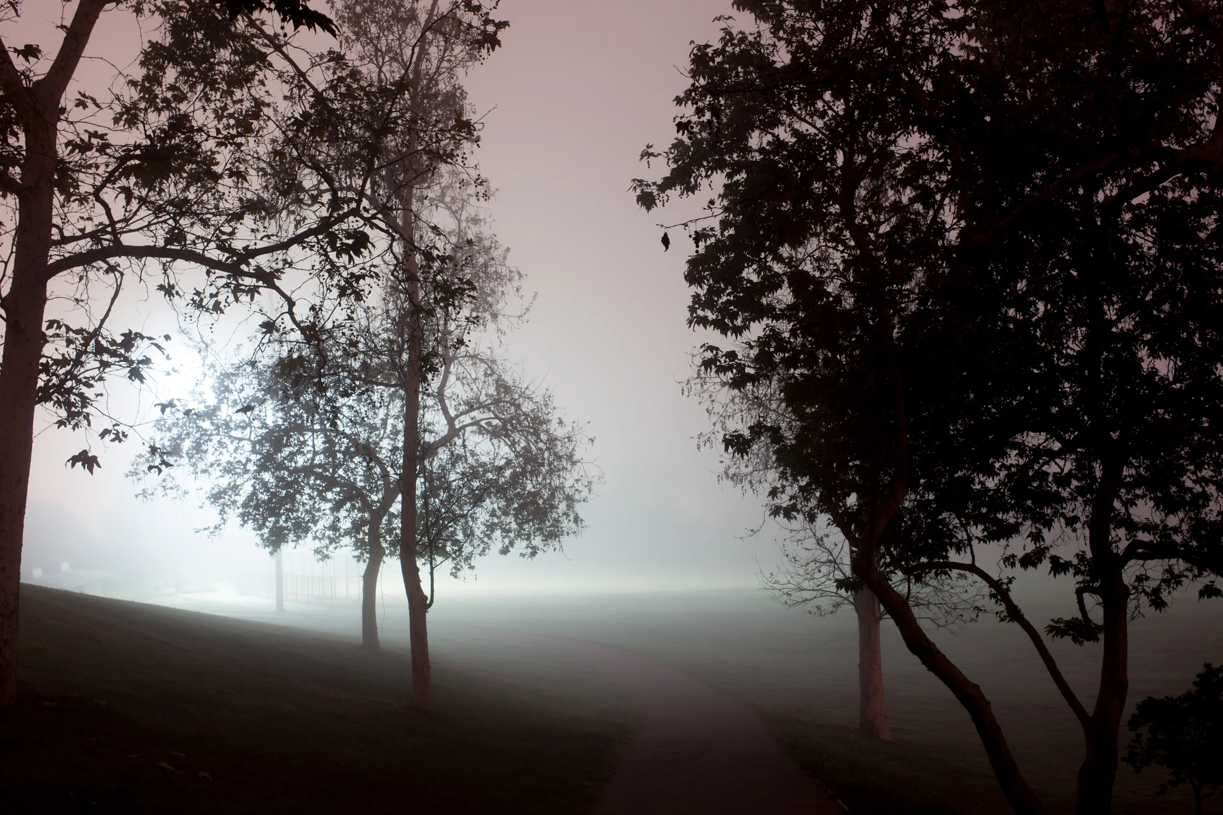 My image is auction number 208. It's an Archival pigment print sized 19.5x13 inches, Edition 1/10