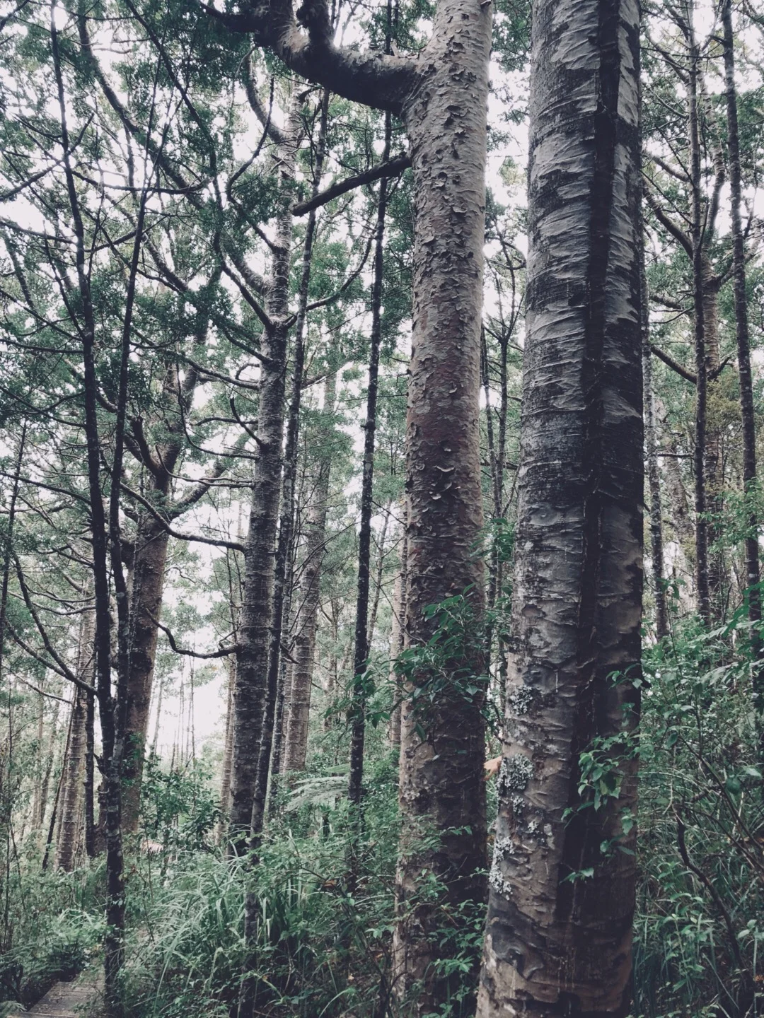 Tanekaha and Kauri .jpg