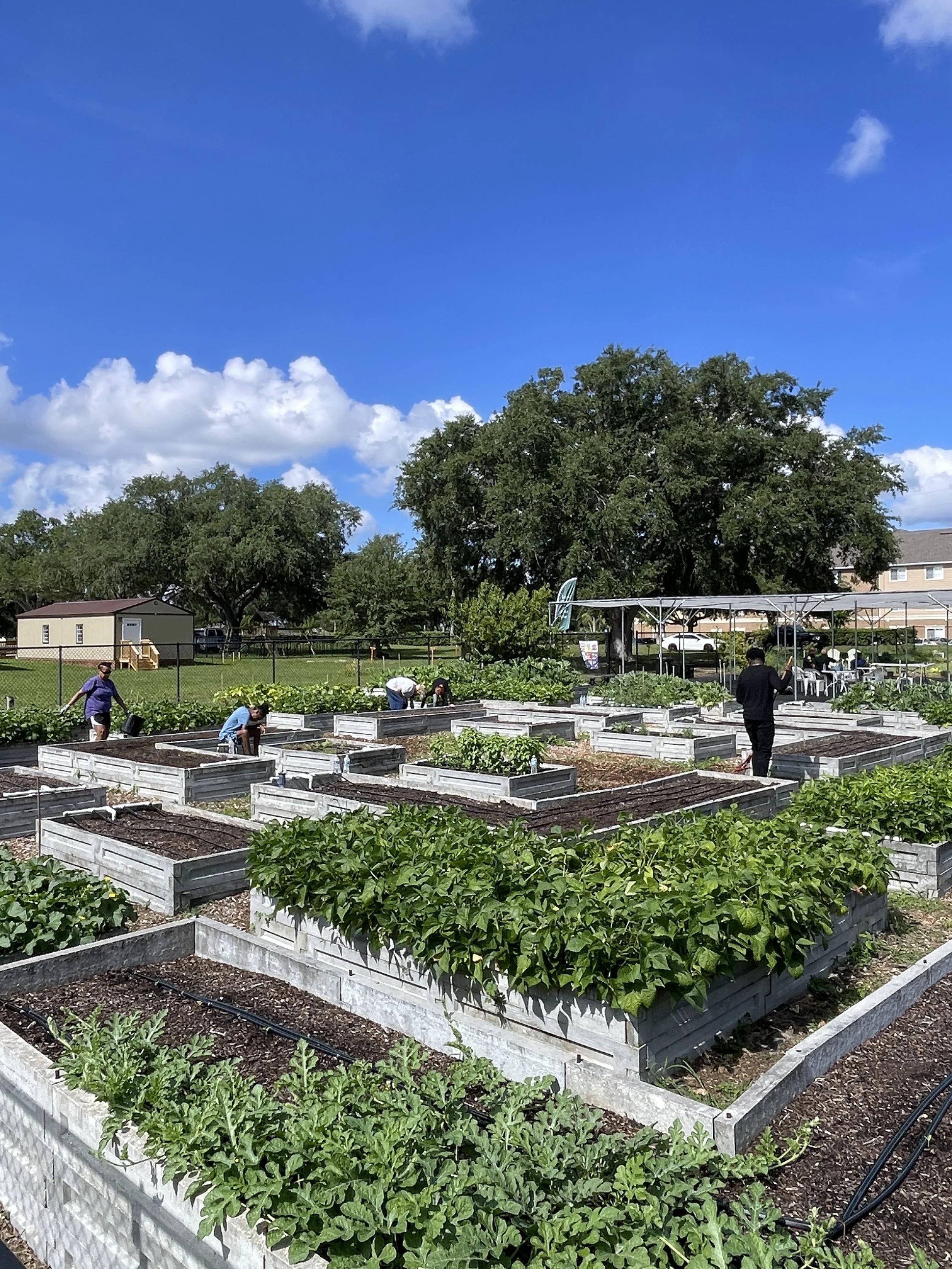 Photo of vegetables growing in the victory garden