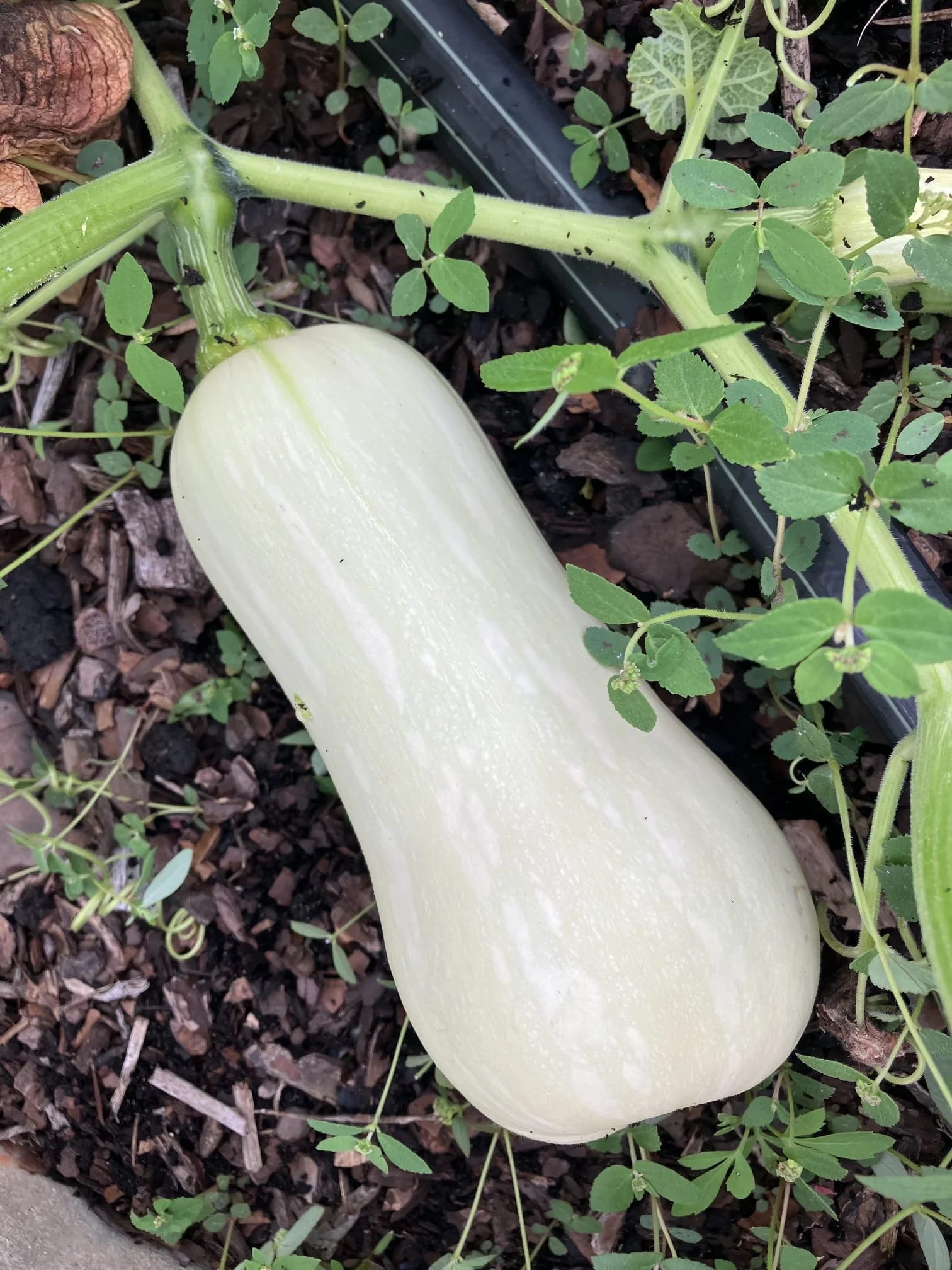 Photo of squash