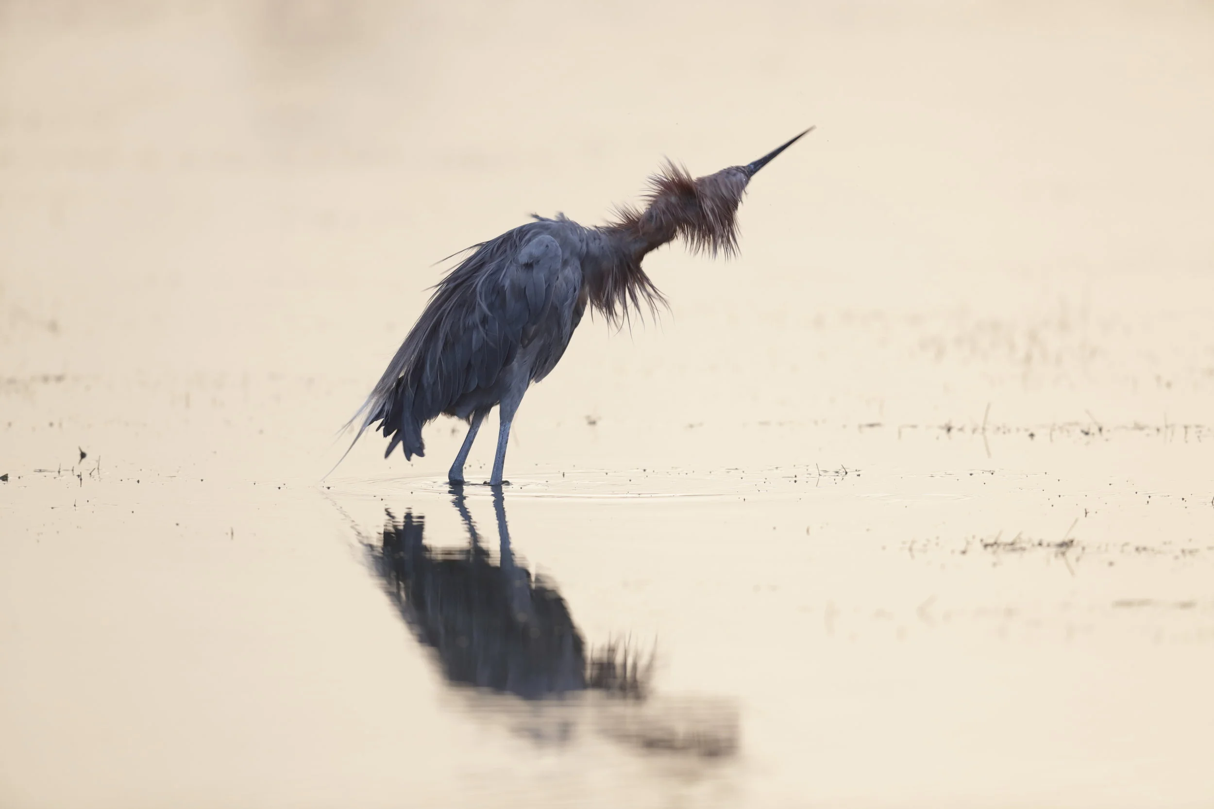 heron shake 20161001 SATam   CV8I8631.JPG