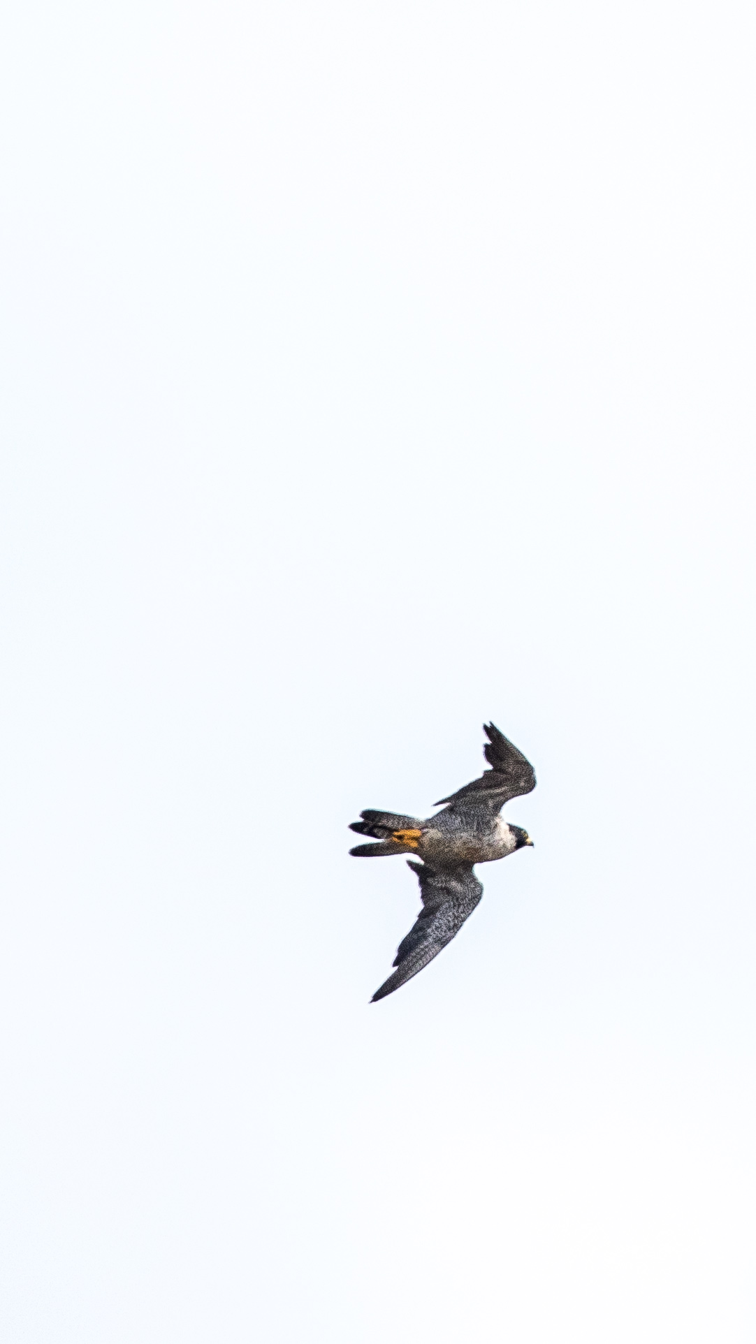 _ba peregrine IMGL2886.jpg
