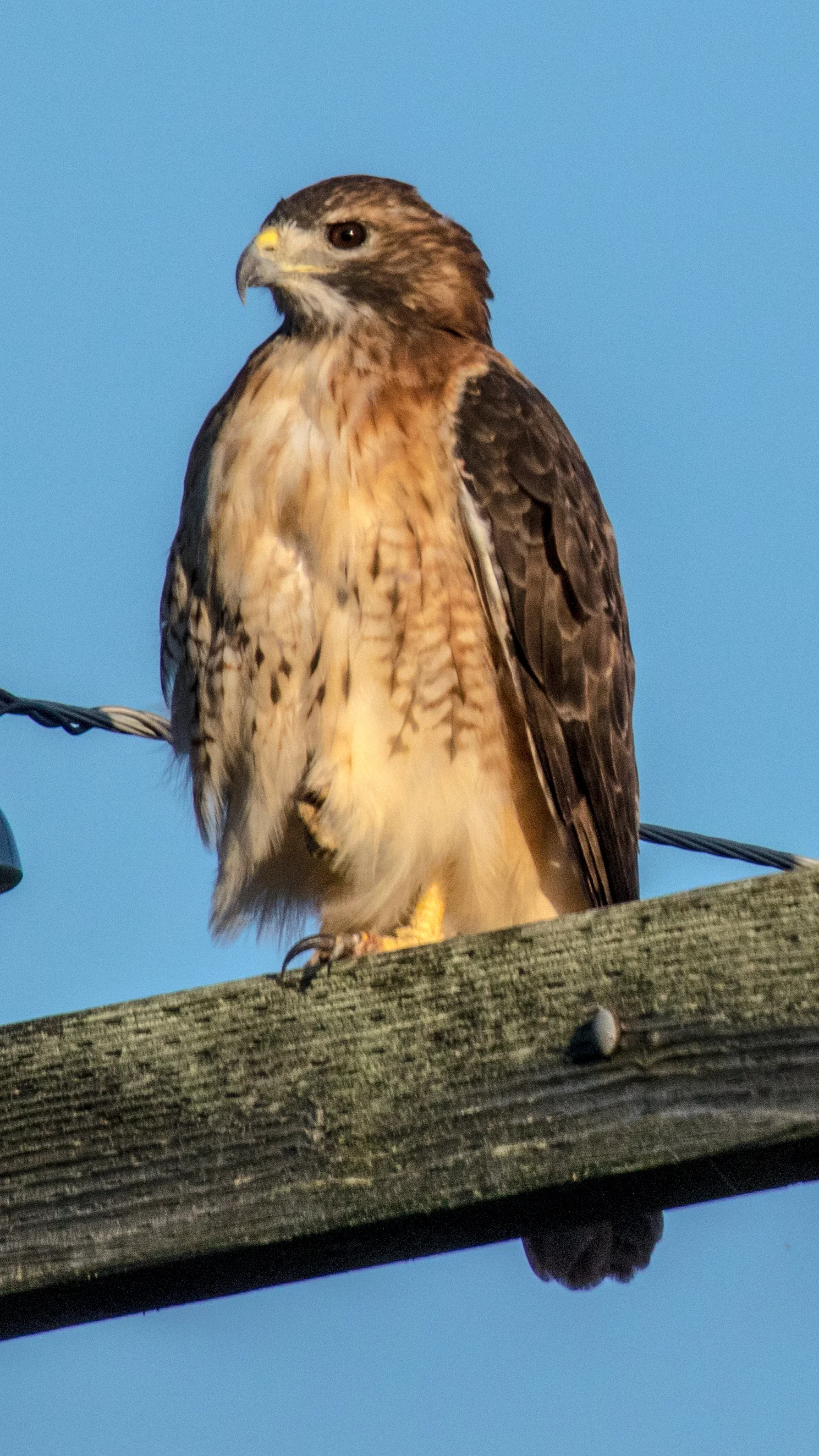 hawk3 1W1A7440.jpg