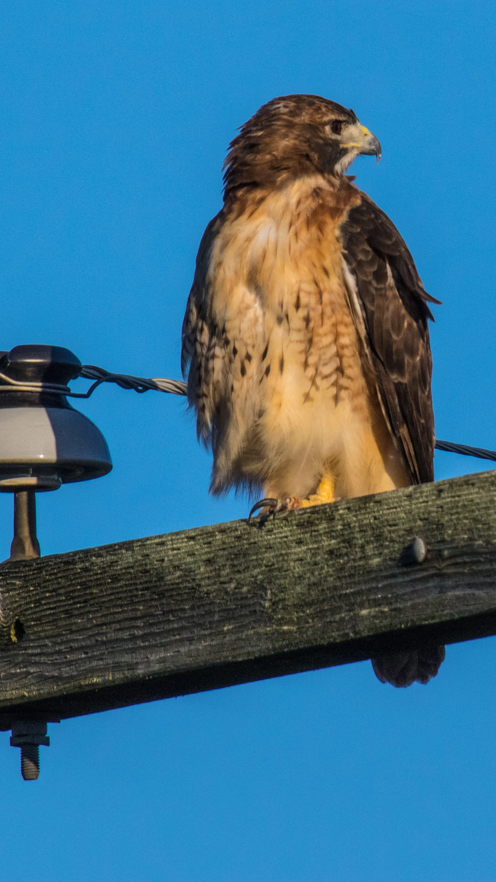 hawk WIDER 1W1A7434.jpg