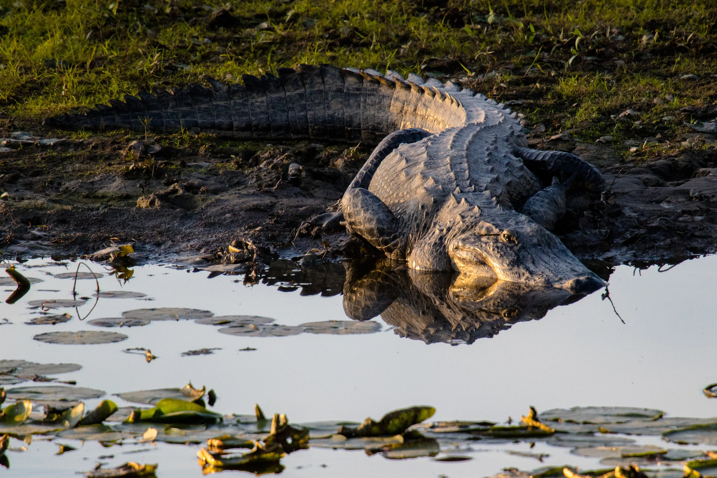 full frame gator 1W1A7611.jpg