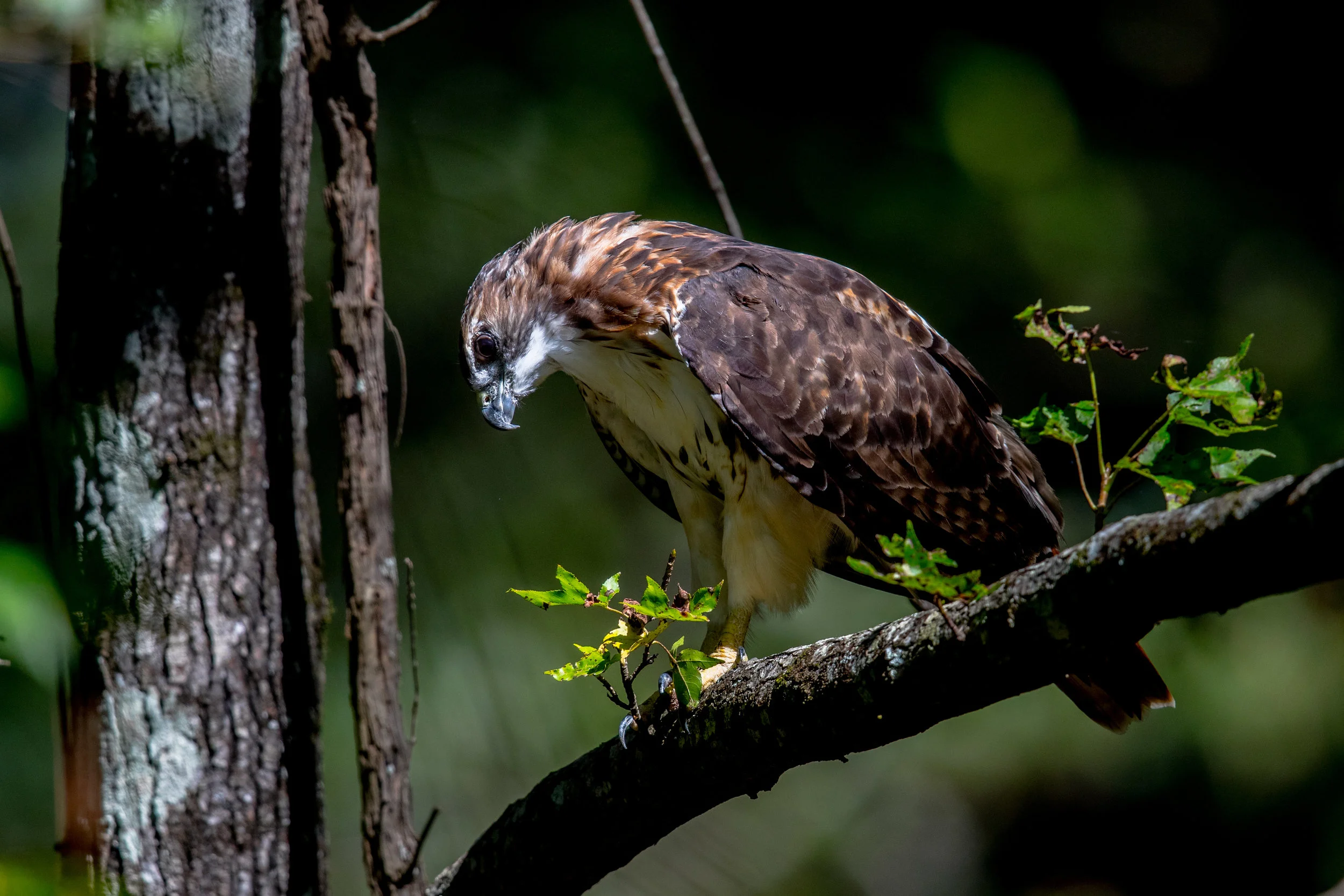 hawk IMGL1824.jpg