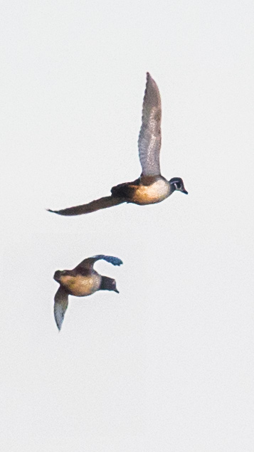 nox ducks IMGL7019.jpg