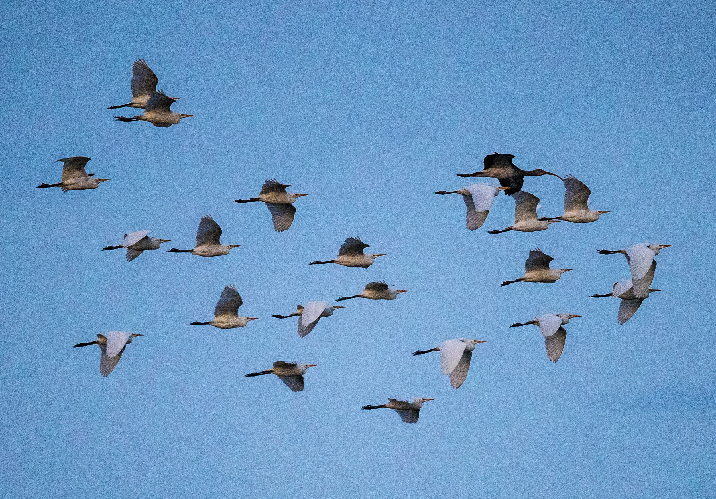 nox ducks IMGL6995.jpg