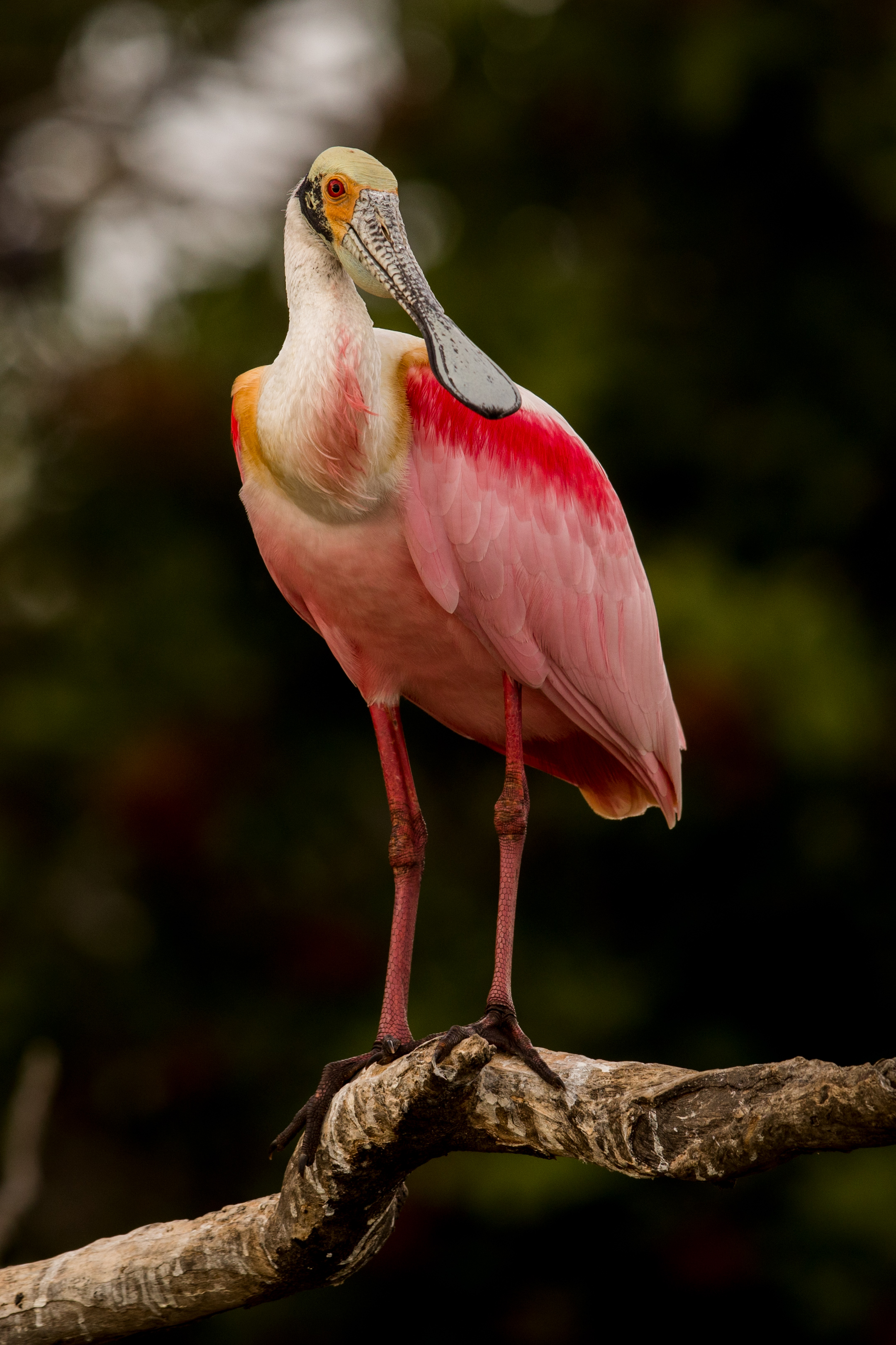 _ _____ spoonbill _C6A5524.jpg