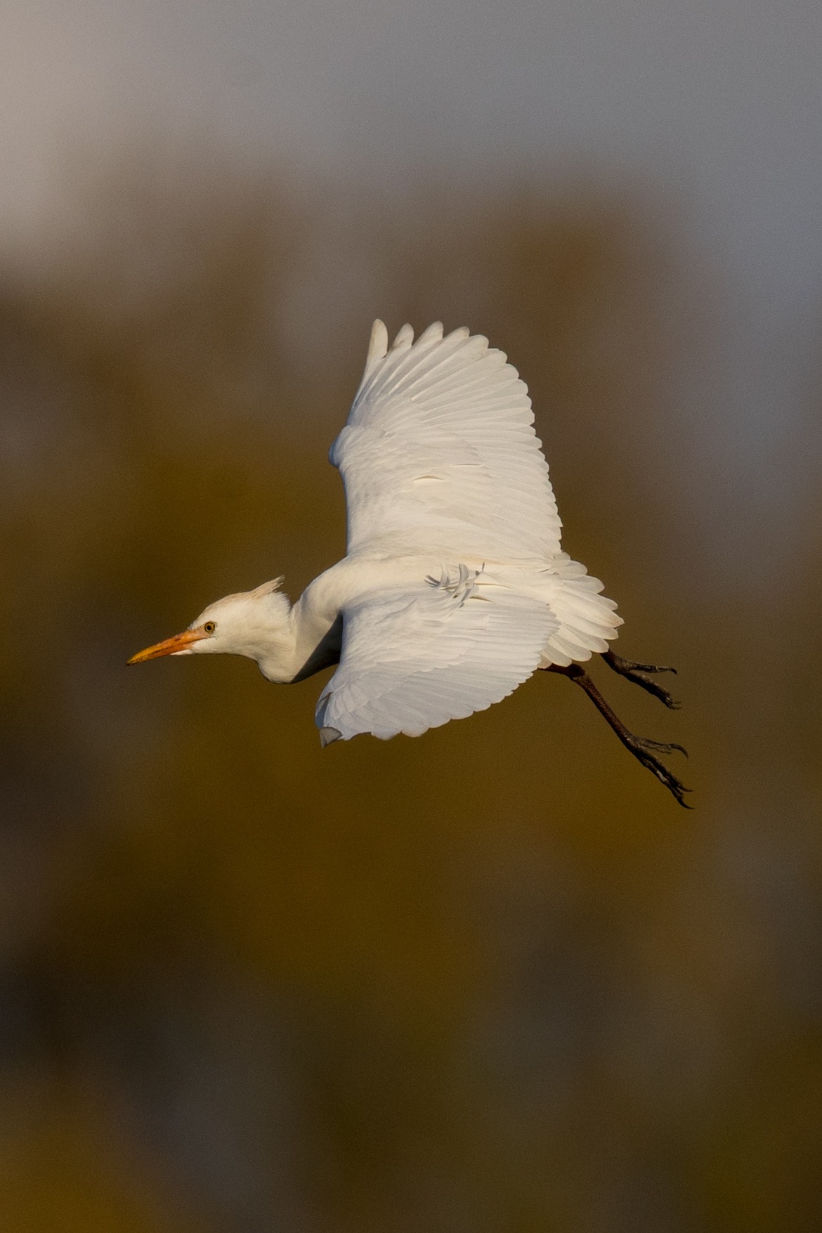 cattle egret vertical 2018-02-22 ARTIE IMGL8033.jpg