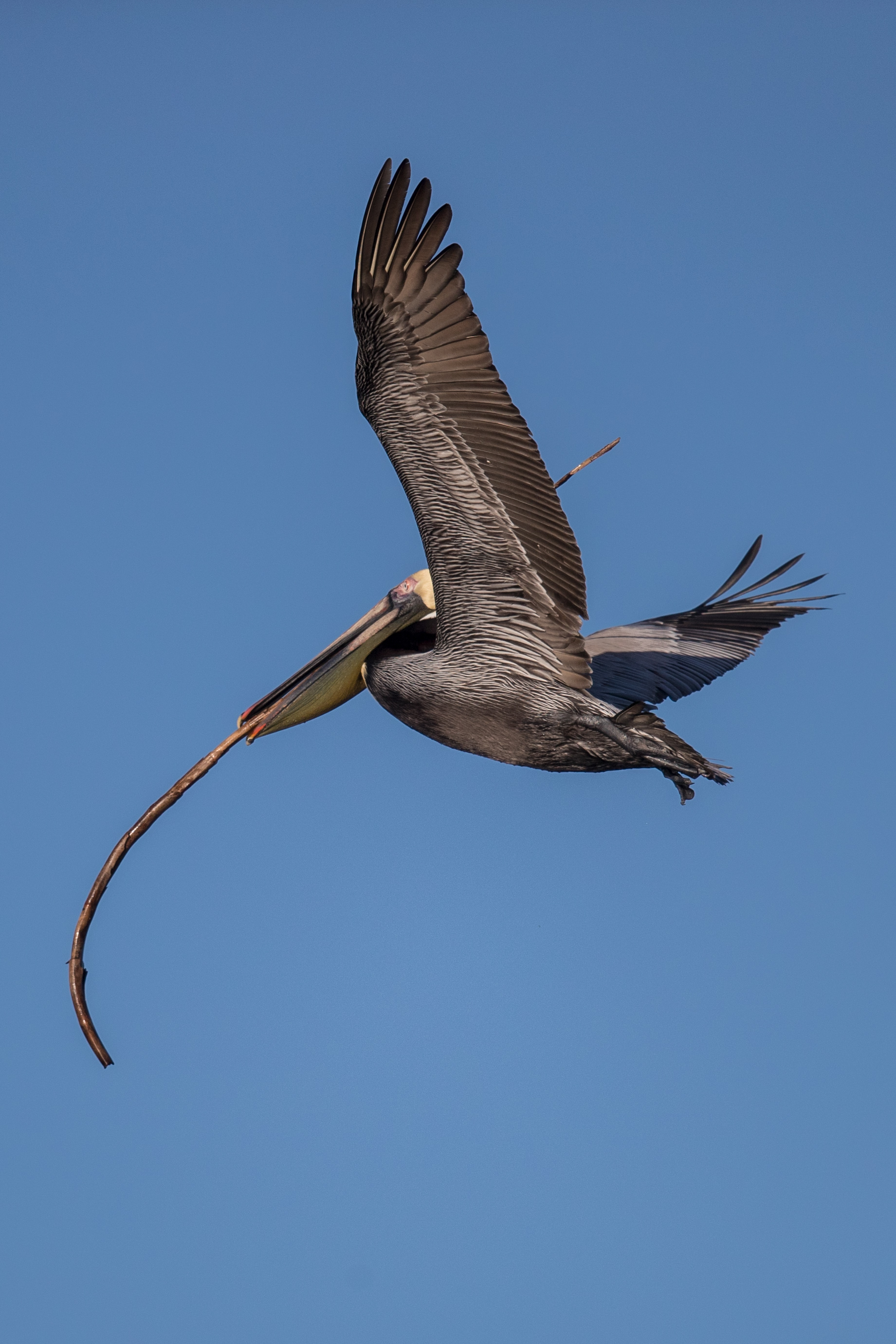 fetch pelican 2018-02-23 ARTIE friday AM _MGL1035.jpg