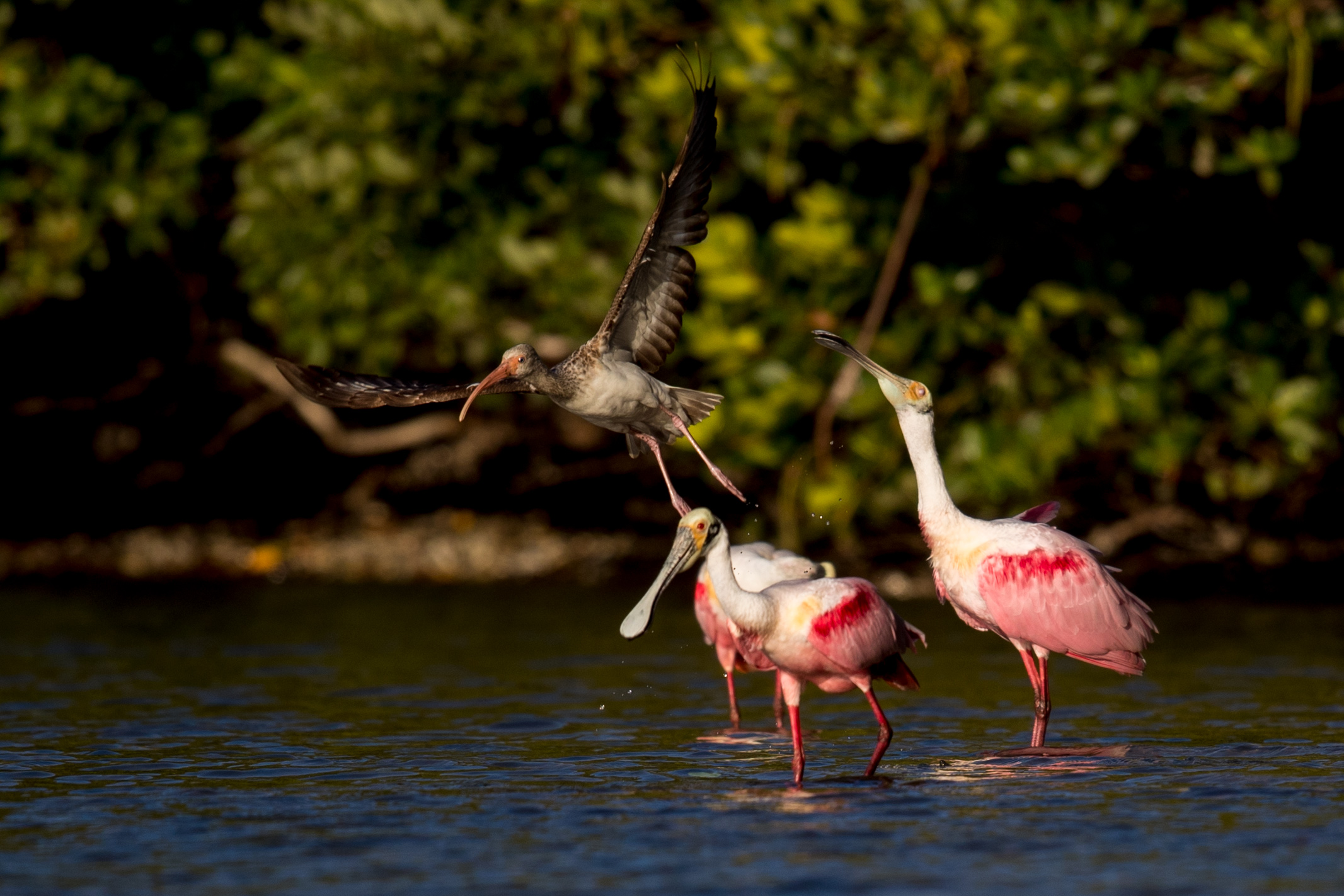 ibis plus 2 spoonies 2018-02-23 ARTIE friday AM _MGL0732.jpg