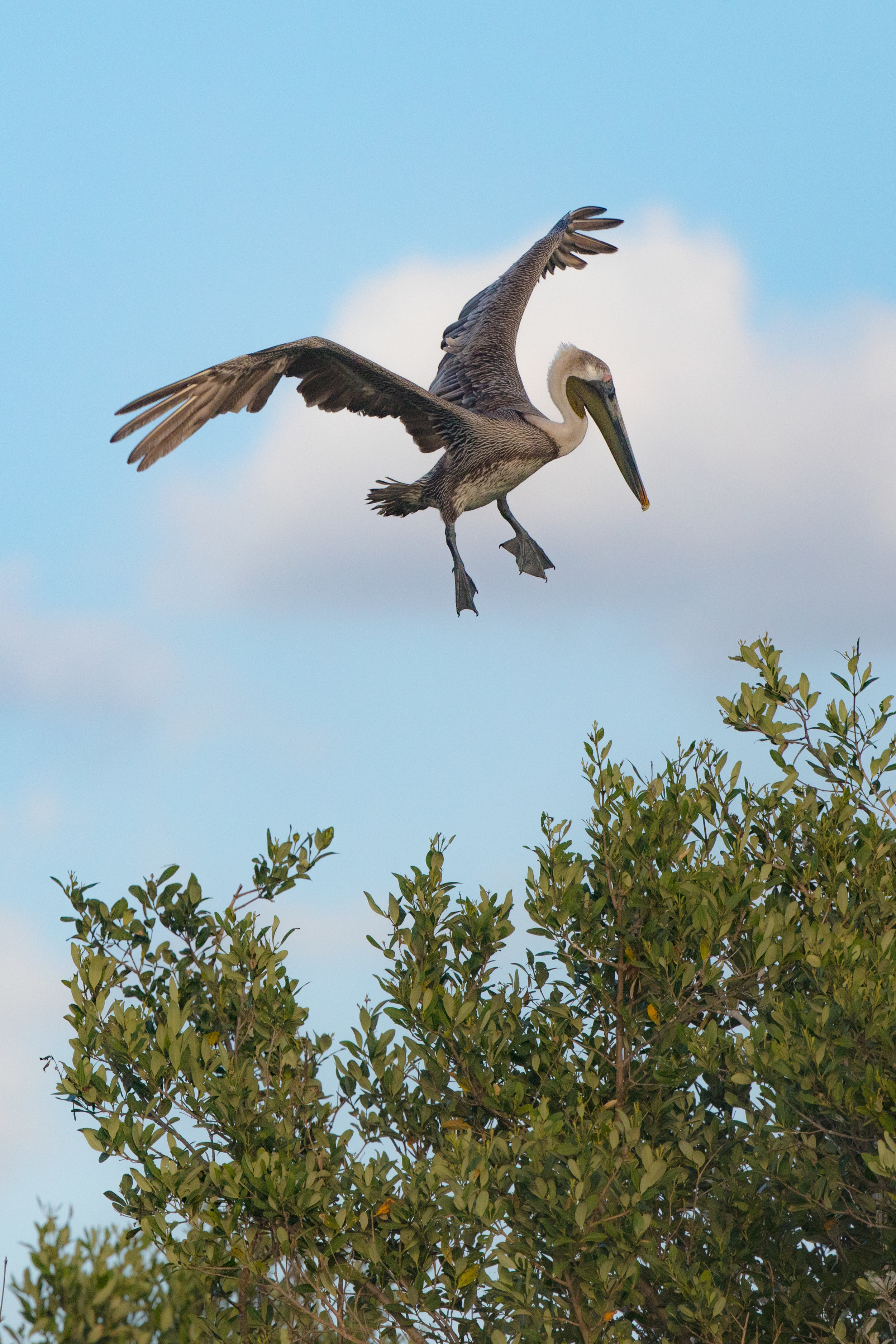pelican _C6A2769.jpg