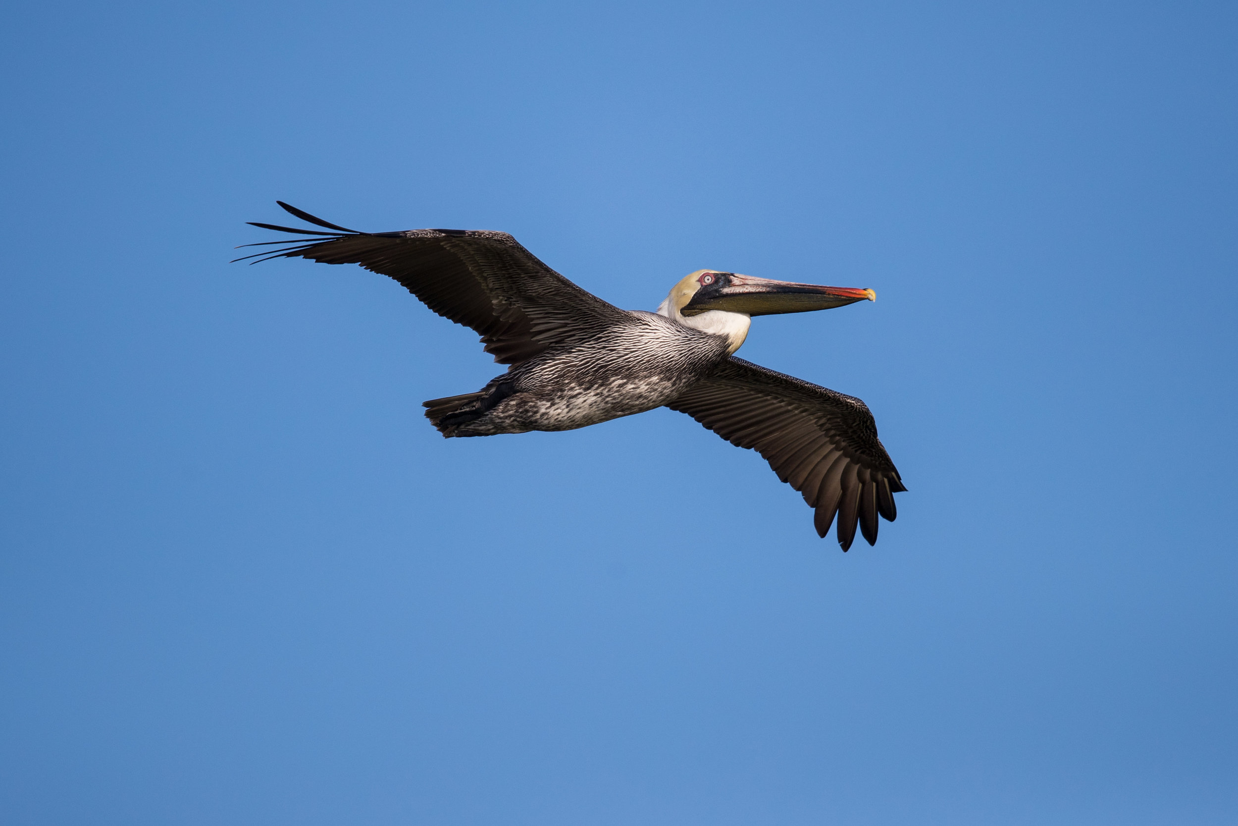 pelican allison 2018-02-23 ARTIE friday AM _MGL1302.jpg