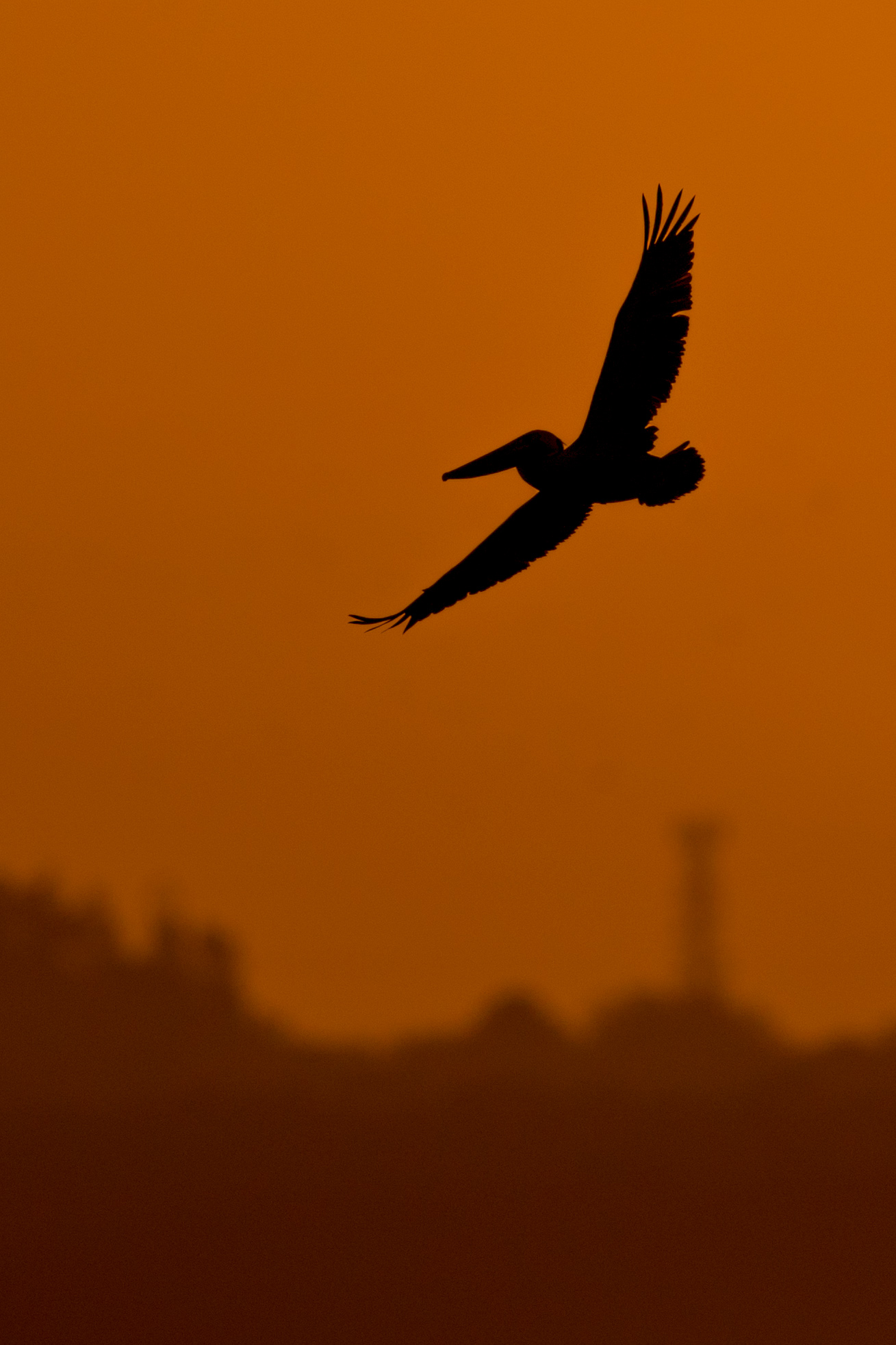 pelican2 2018-02-23 ARTIE friday AM _MGL8892.jpg