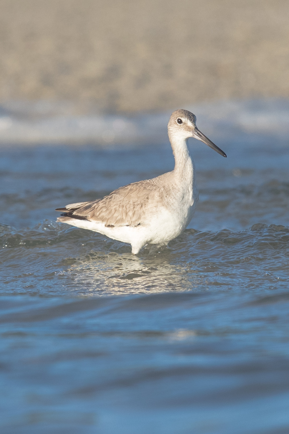 stilta 2018-02-23 ARTIE friday AM _MGL9724.jpg