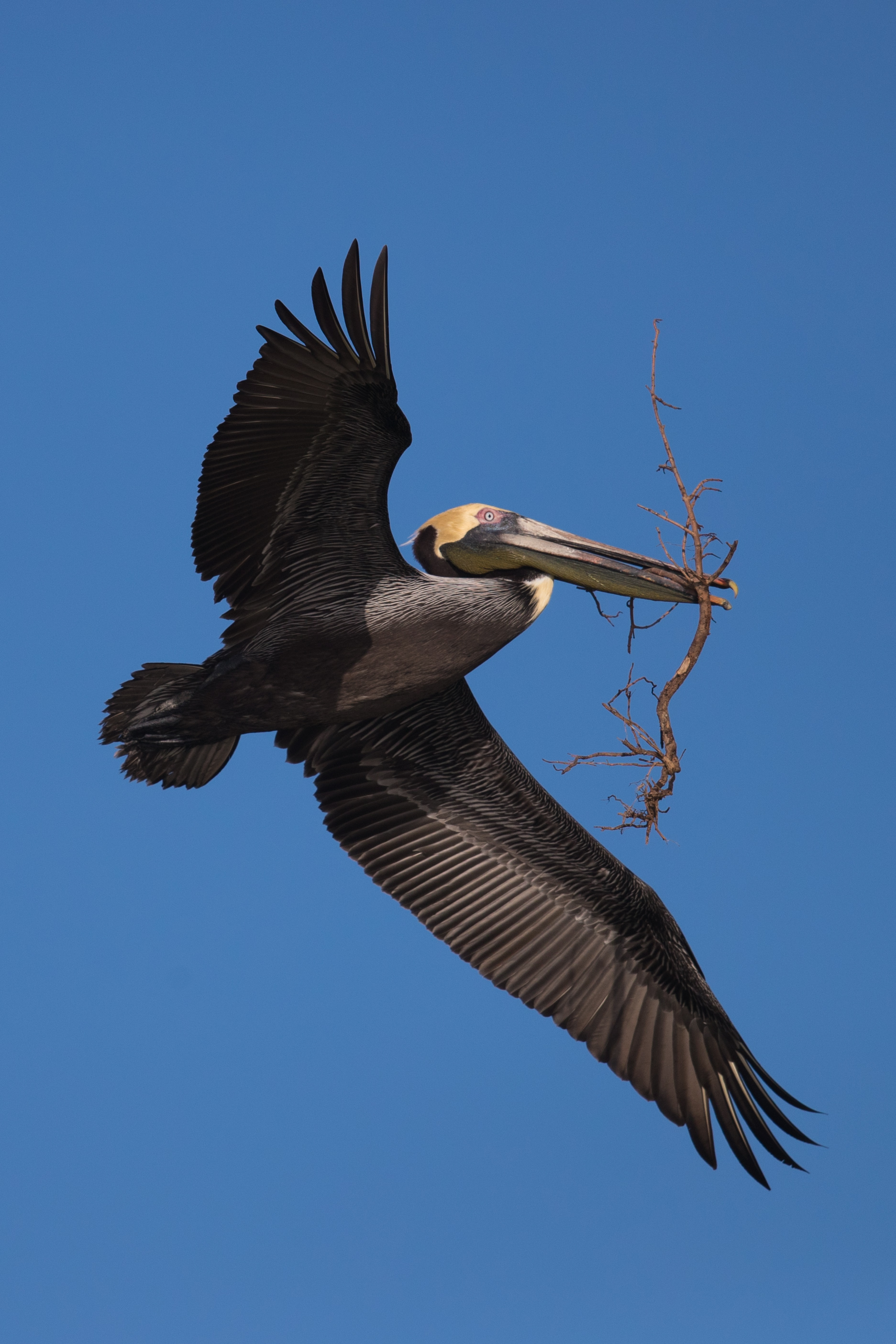 stick pelican 2018-02-23 ARTIE friday AM _MGL1624.jpg