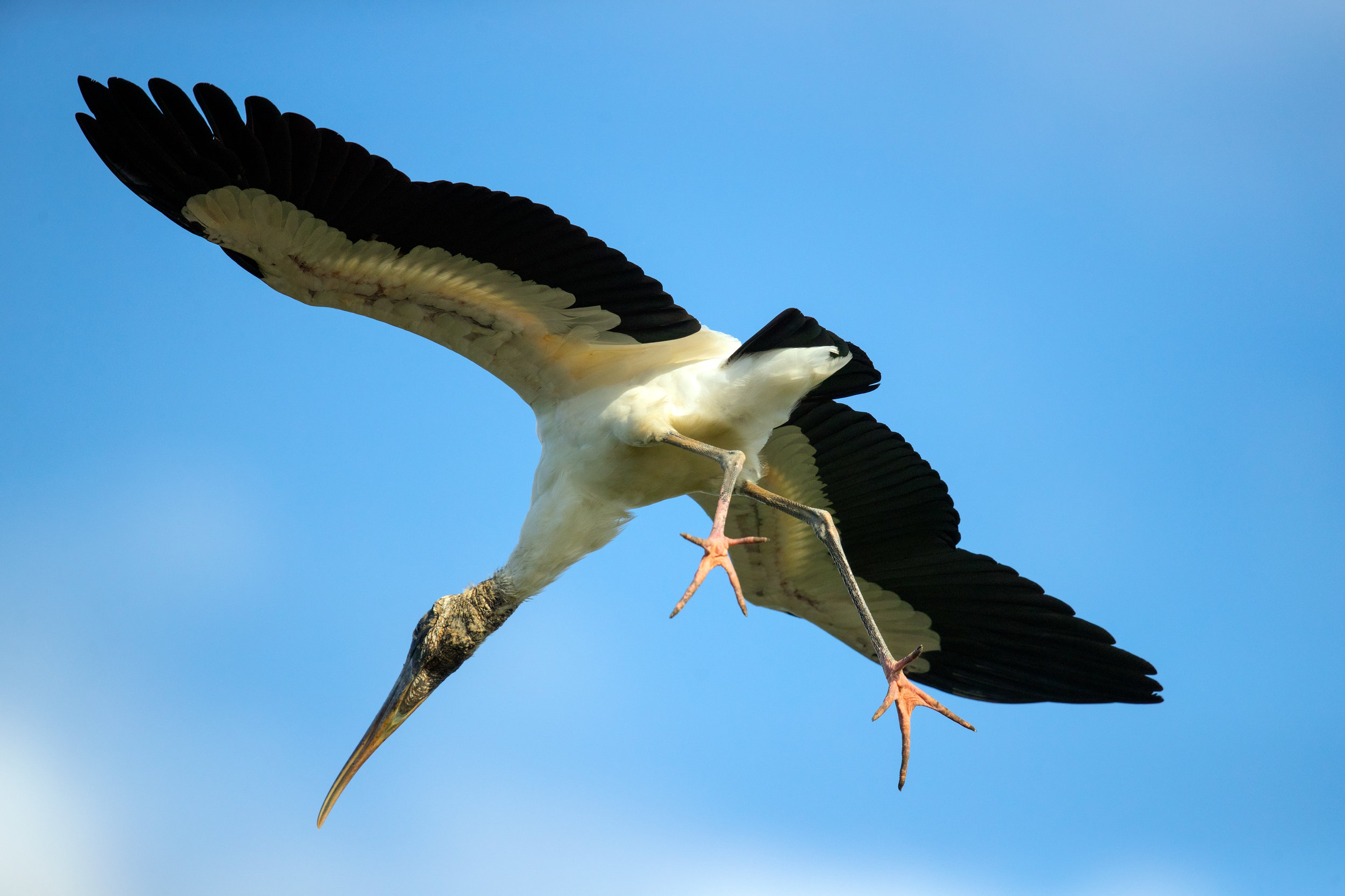 z stork 2018-02-22 ARTIE IMGL7107.jpg