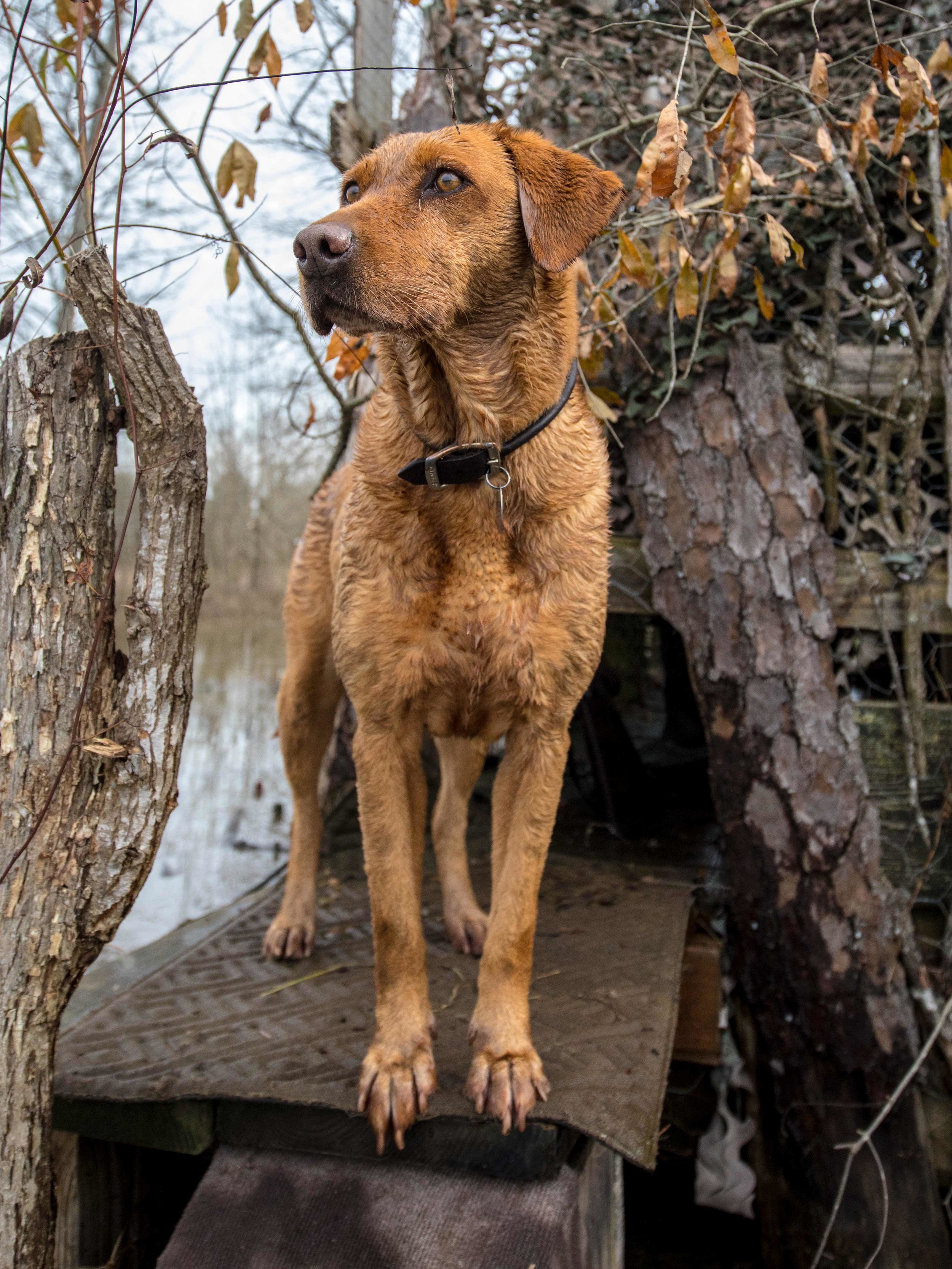 20181212 wiley duckhunt _C6A0305.jpg