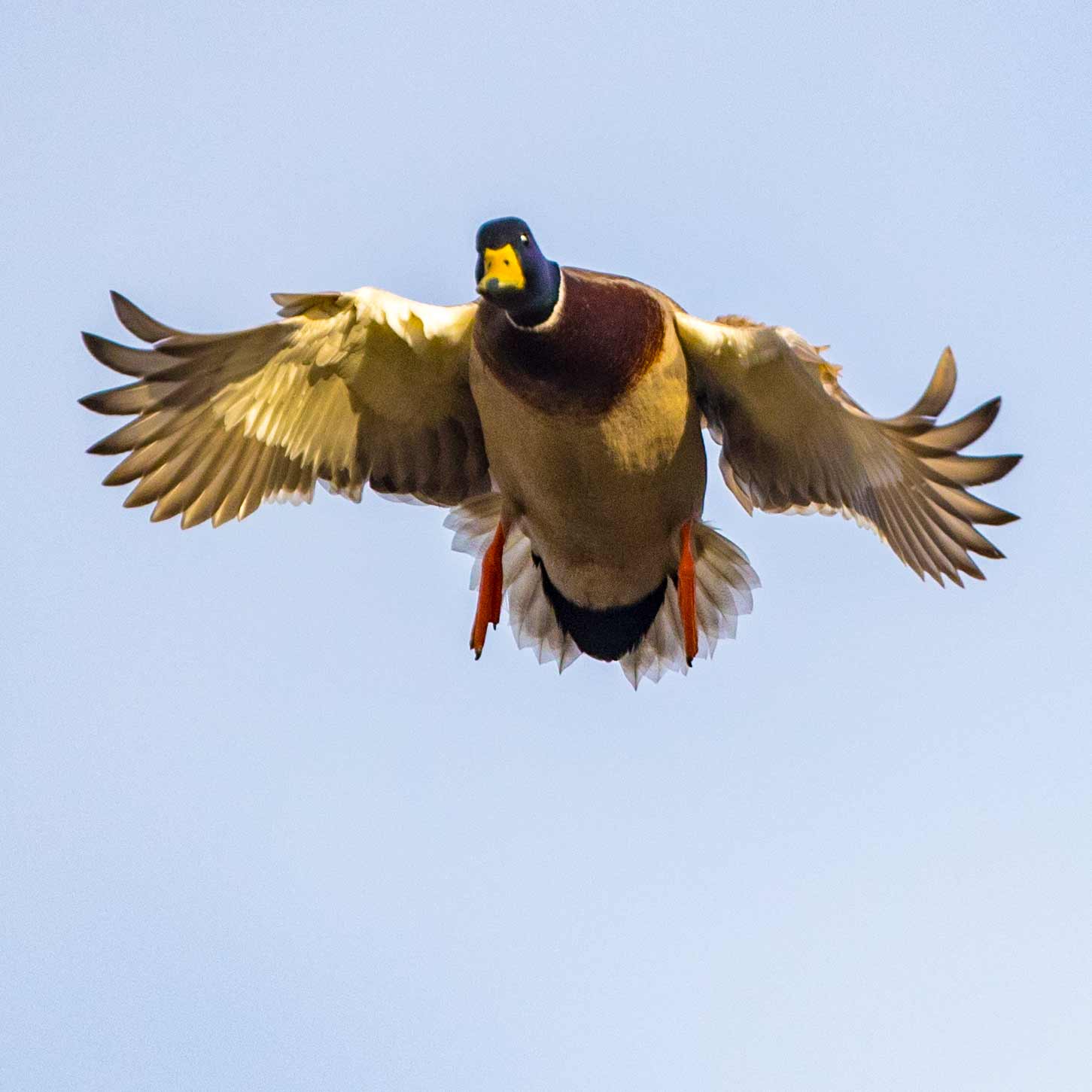 20181212 wiley duckhunt _MGL3922.jpg