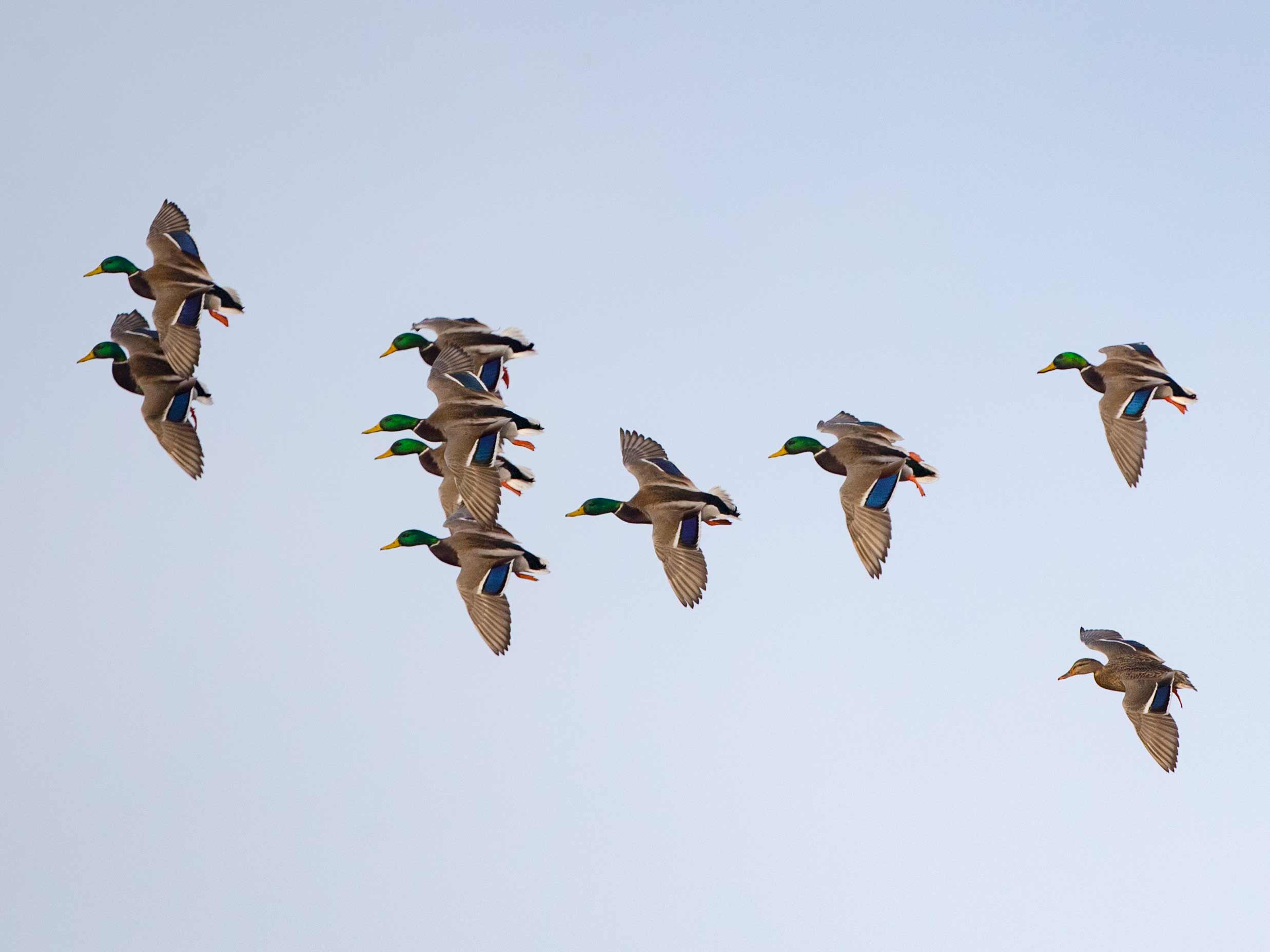 20181212 wiley duckhunt _MGL3798.jpg