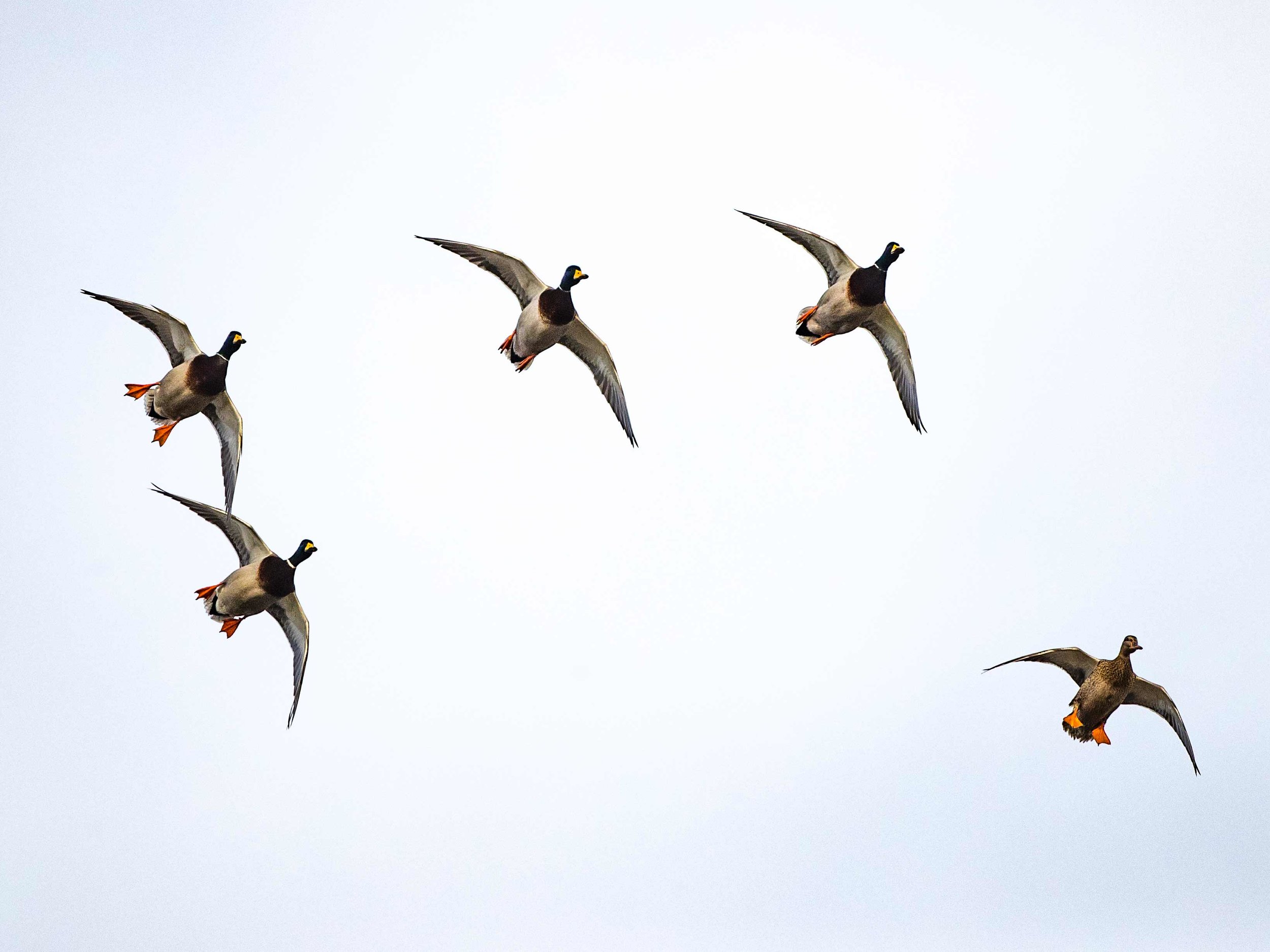 20181212 wiley duckhunt _MGL3748.jpg