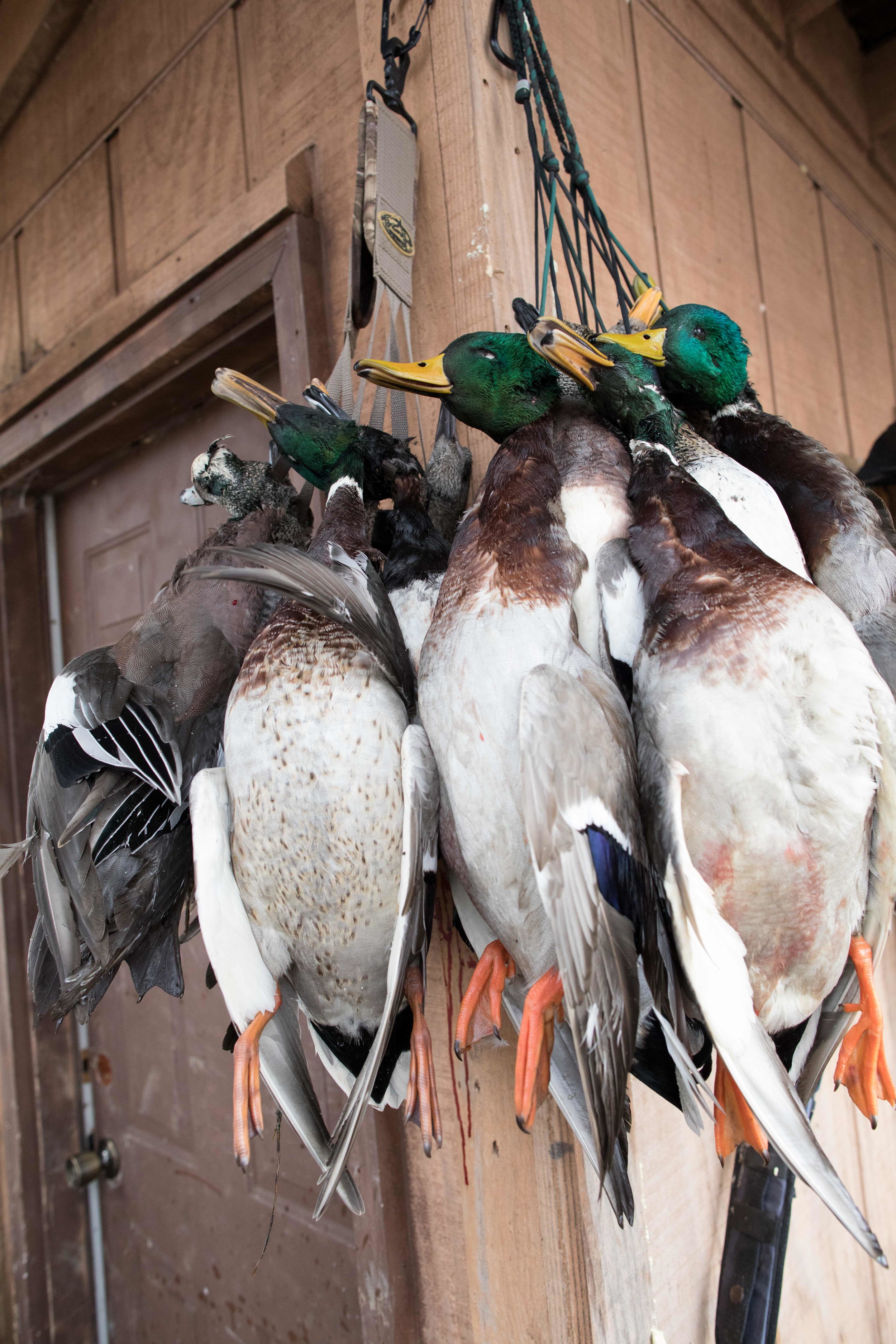 20181212 wiley duckhunt _C6A9902.jpg