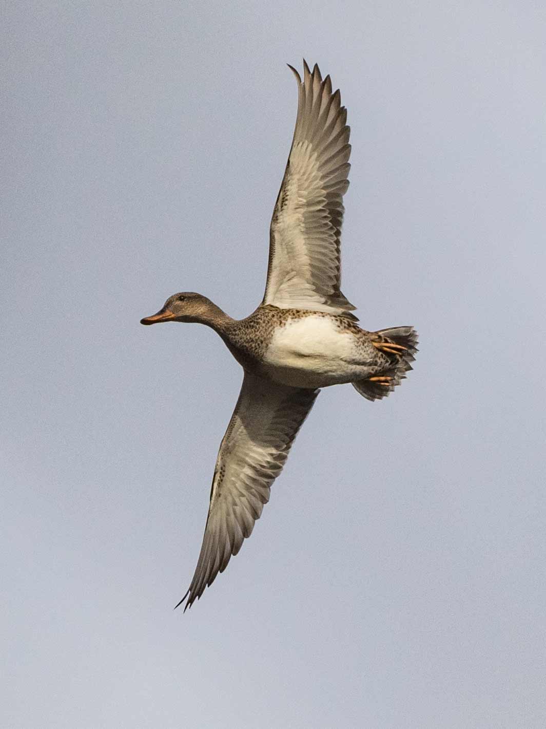 20181212 wiley duckhunt _MGL3693.jpg