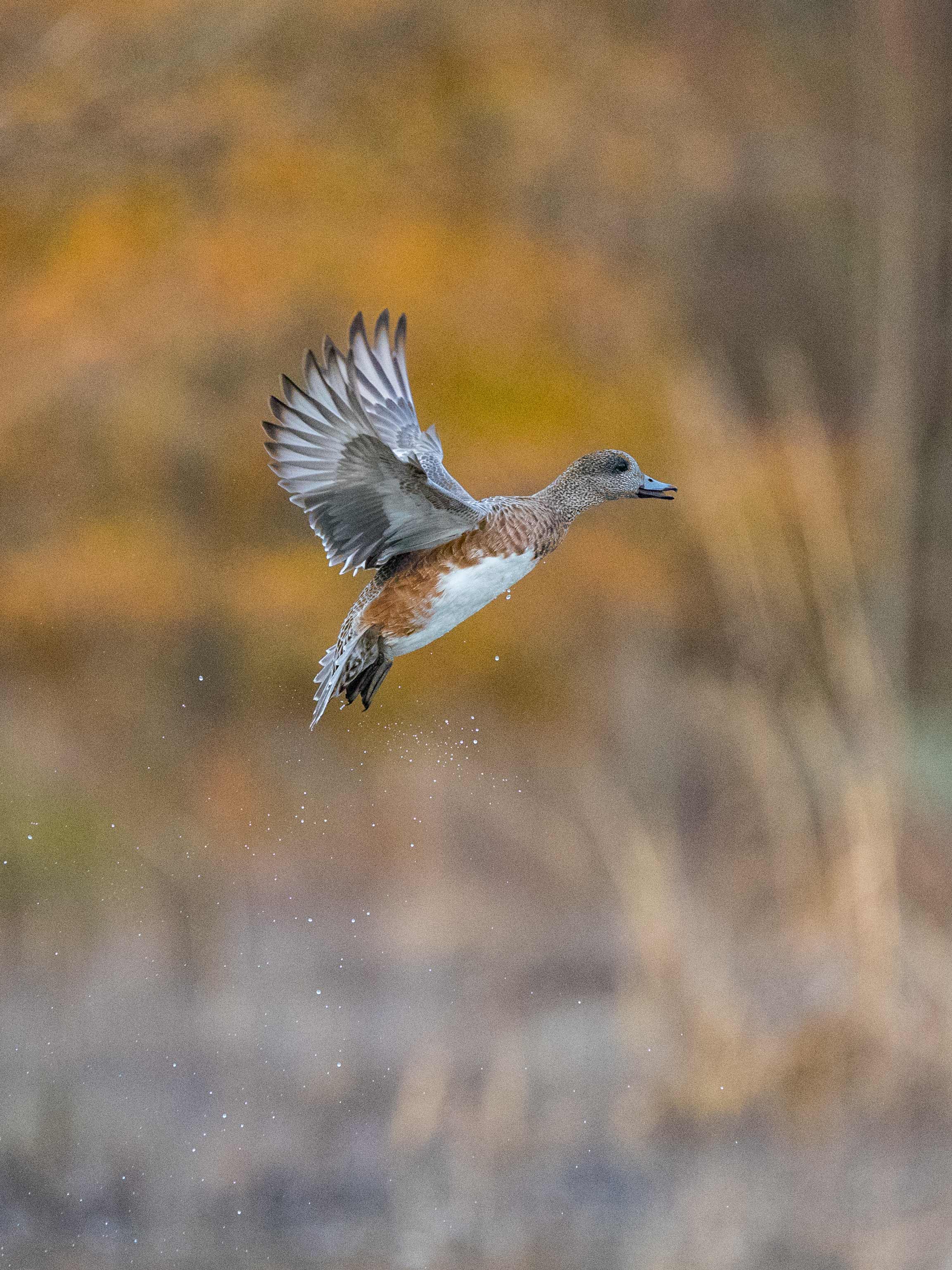 20181212 wiley duckhunt _MGL2899.jpg
