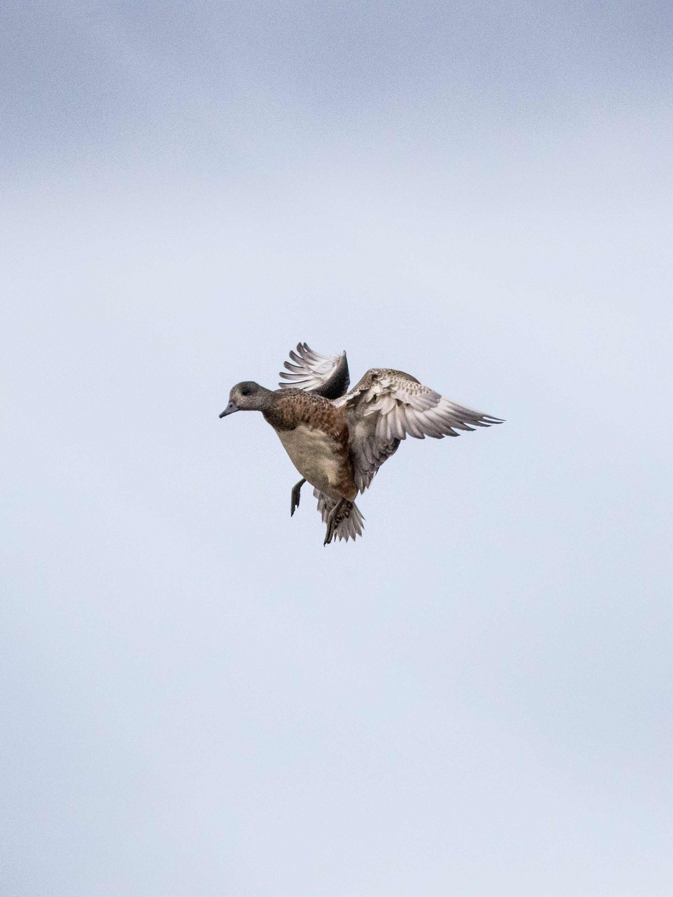 20181212 wiley duckhunt _MGL2868.jpg