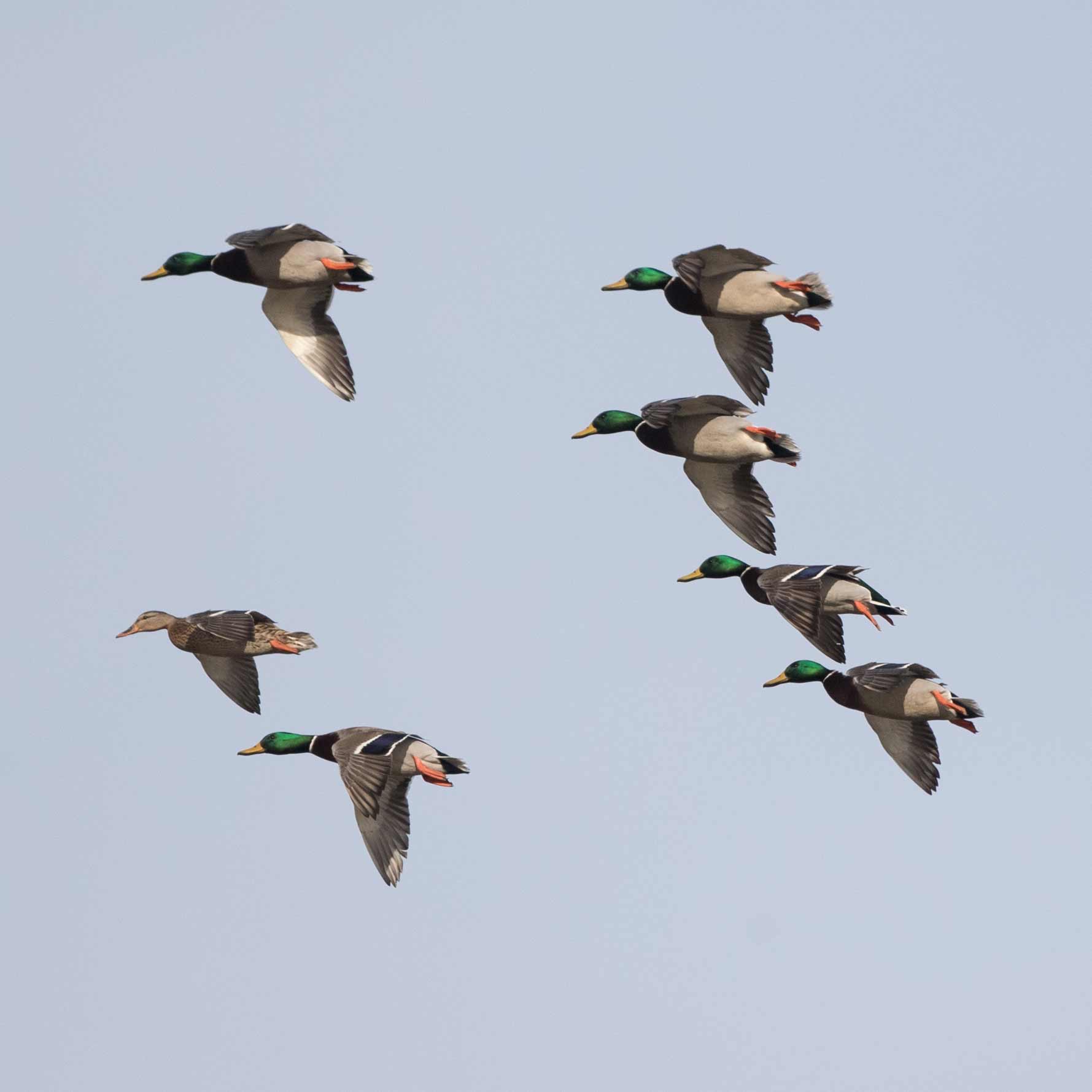 20181212 wiley duckhunt _MGL4132.jpg