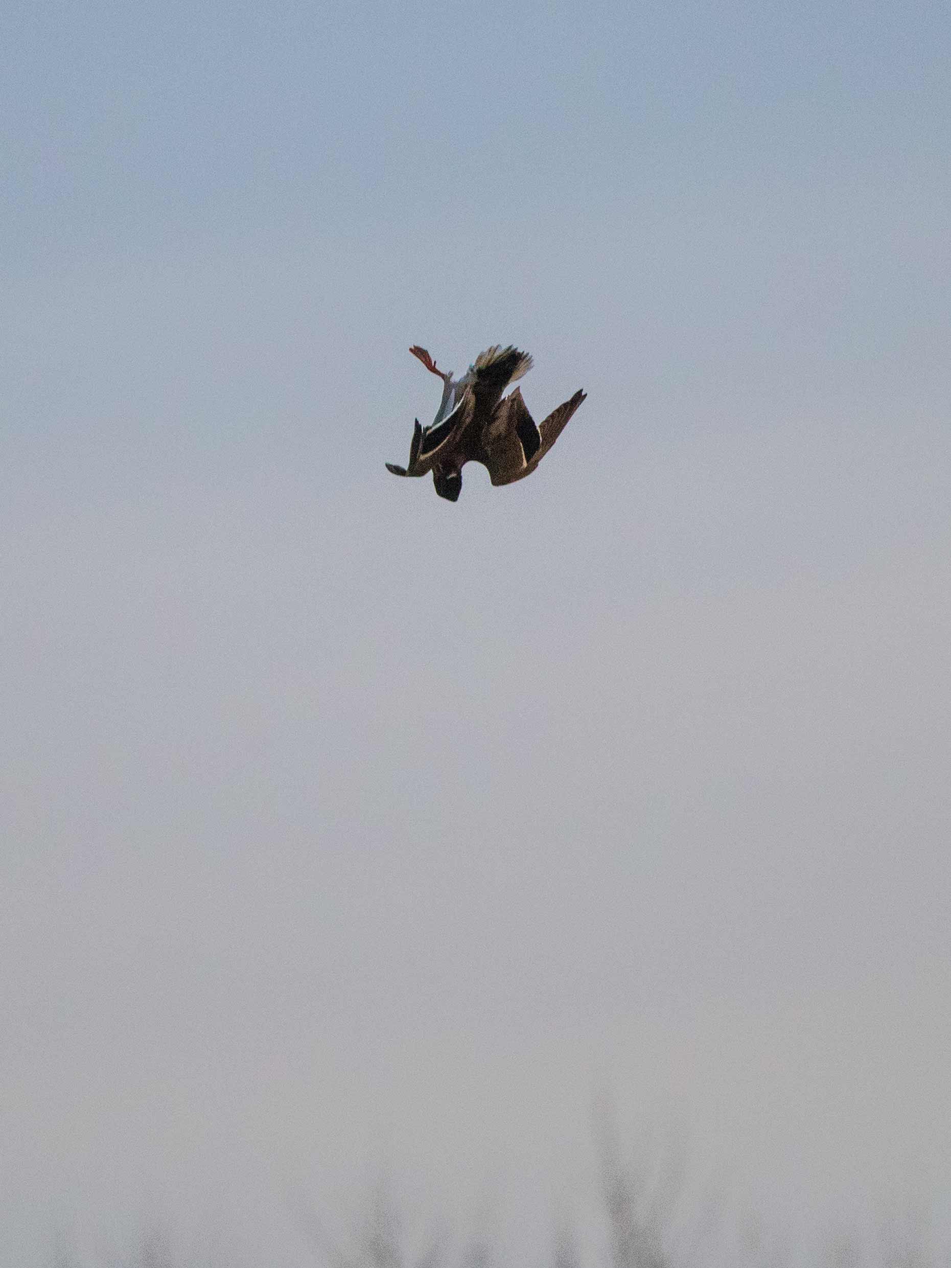 20181212 wiley duckhunt _MGL2213.jpg