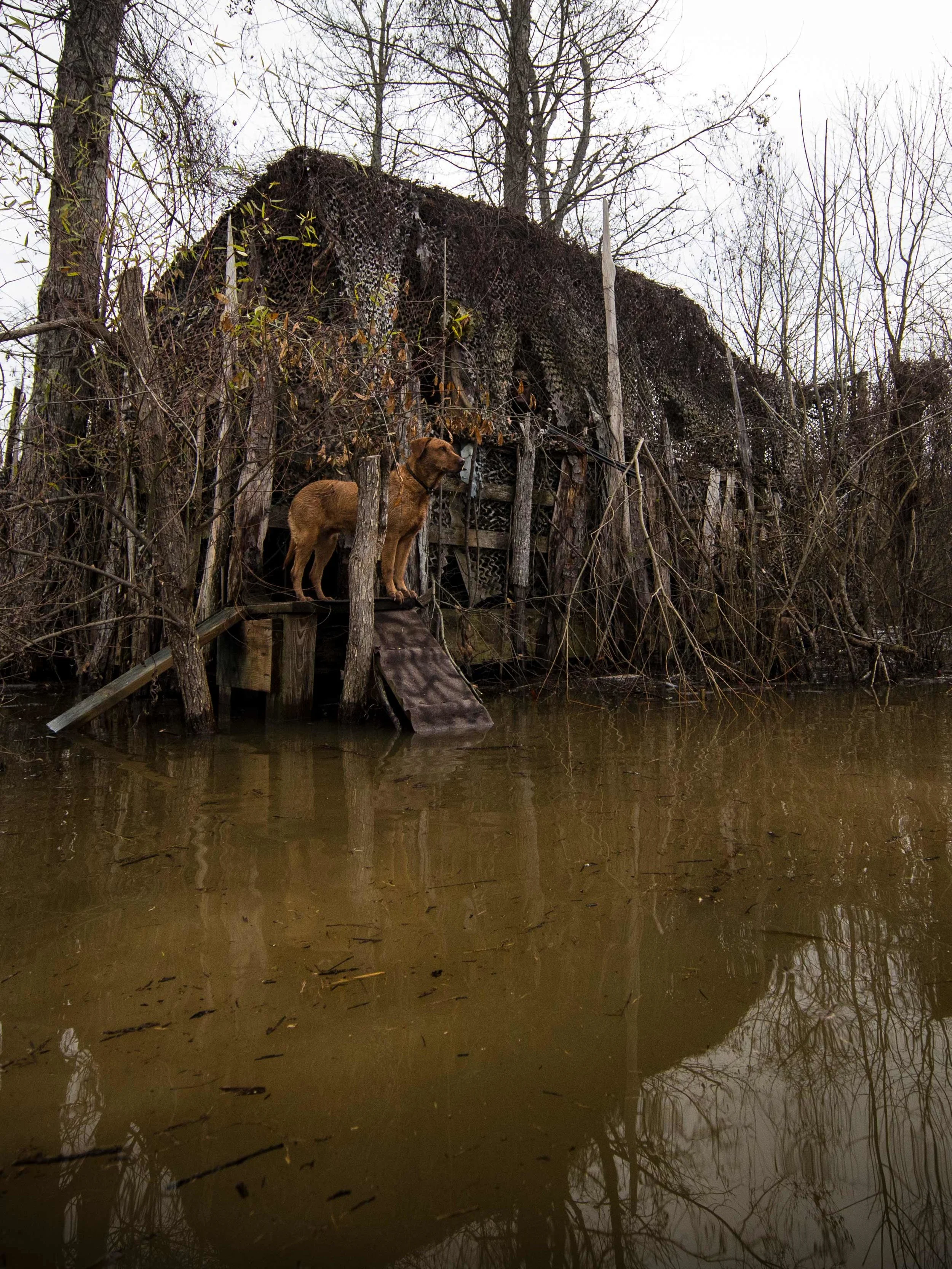 20181212 wiley duckhunt _C6A0420.jpg
