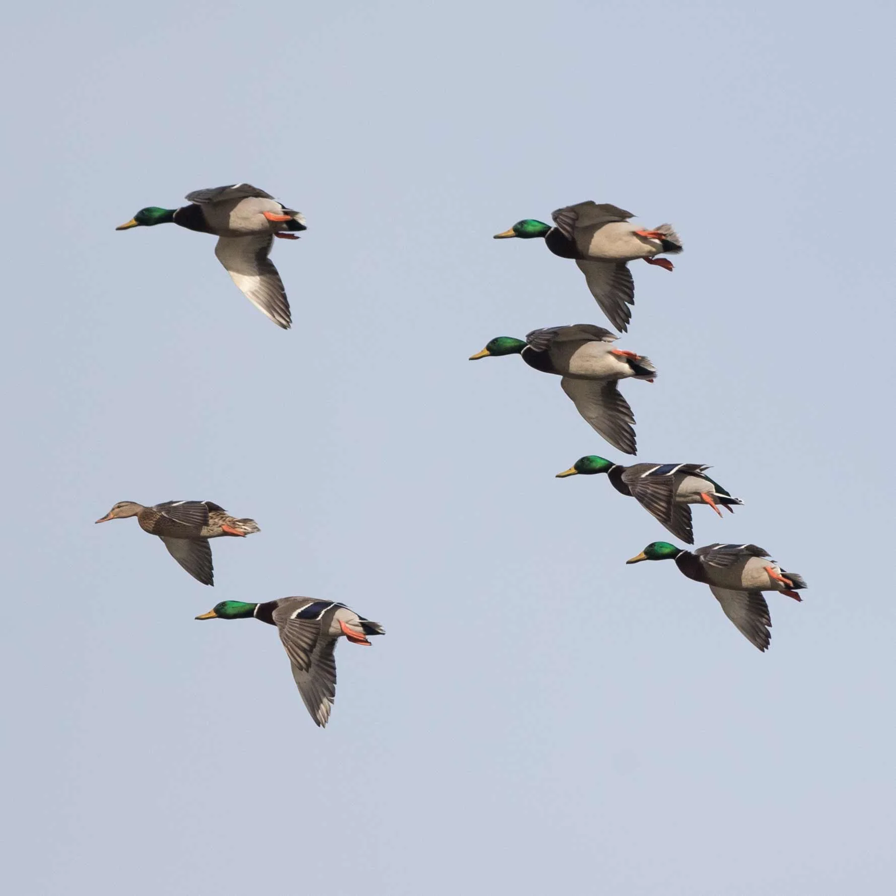 20181212 wiley duckhunt _MGL4132.jpg