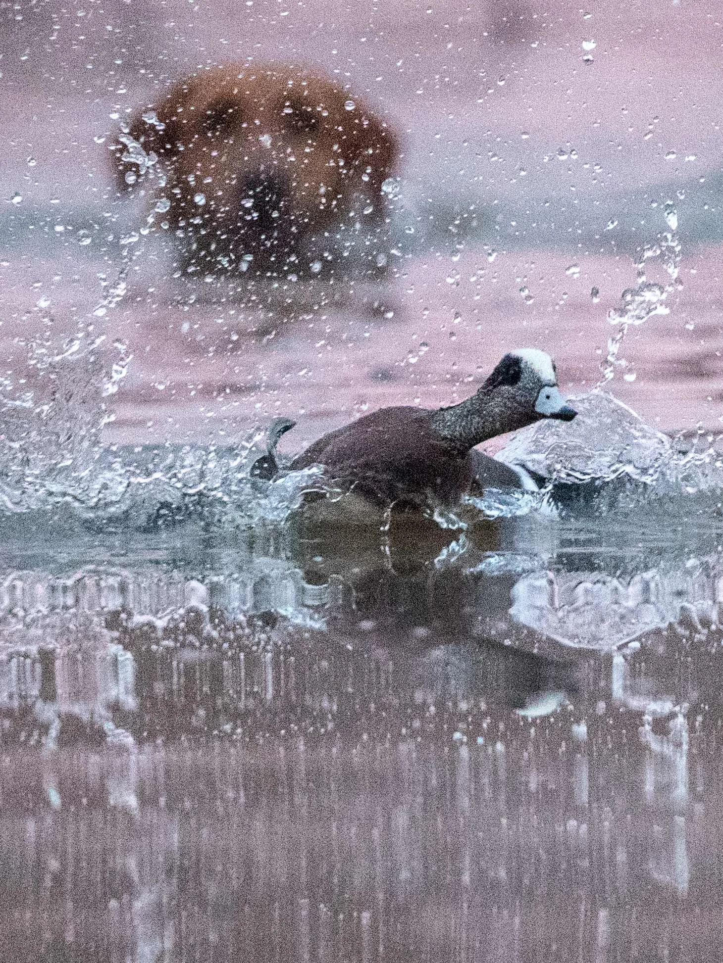 20181212 wiley duckhunt _MGL1873.jpg