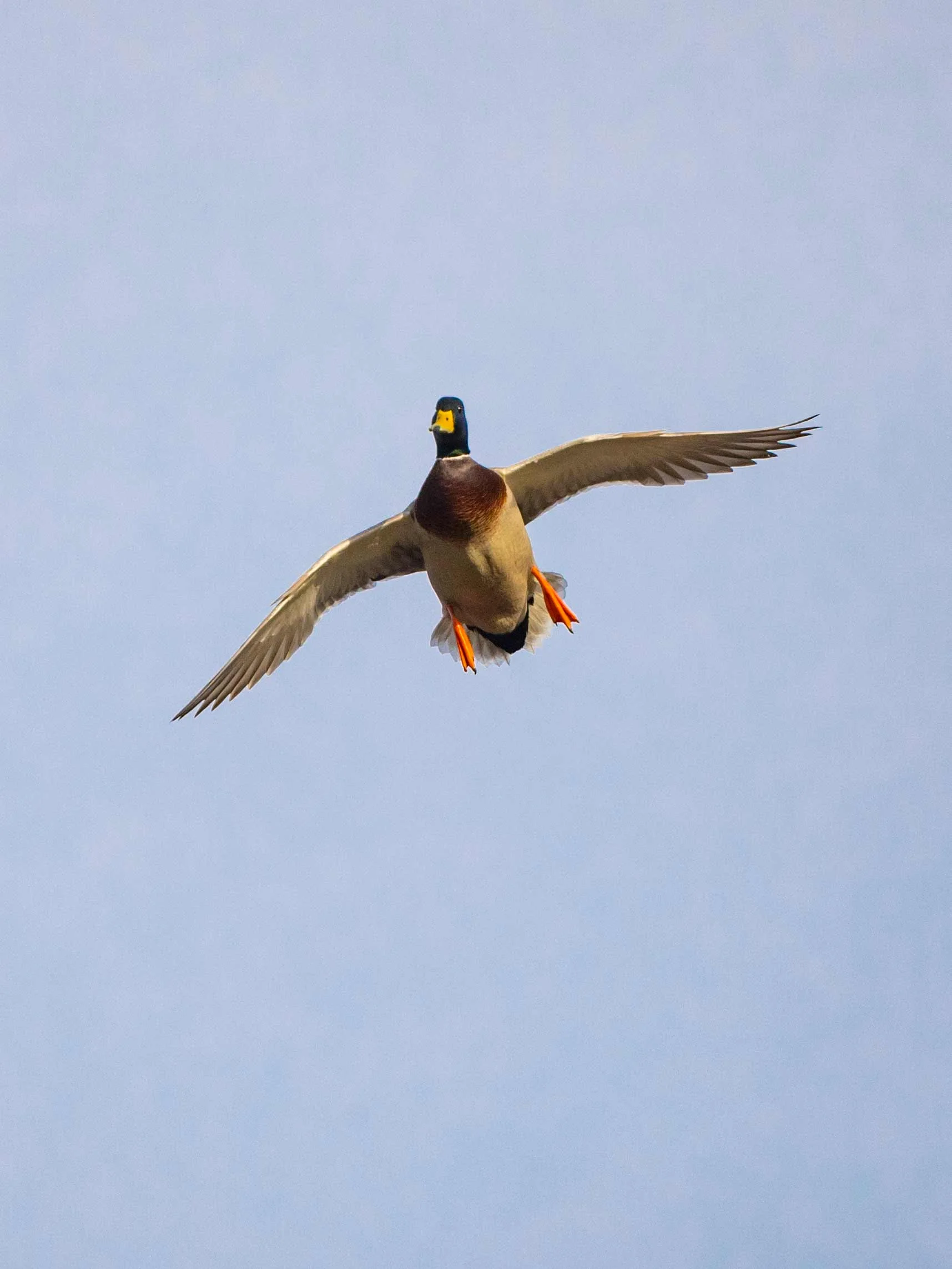 _20181212 wiley duckhunt _MGL3903.jpg