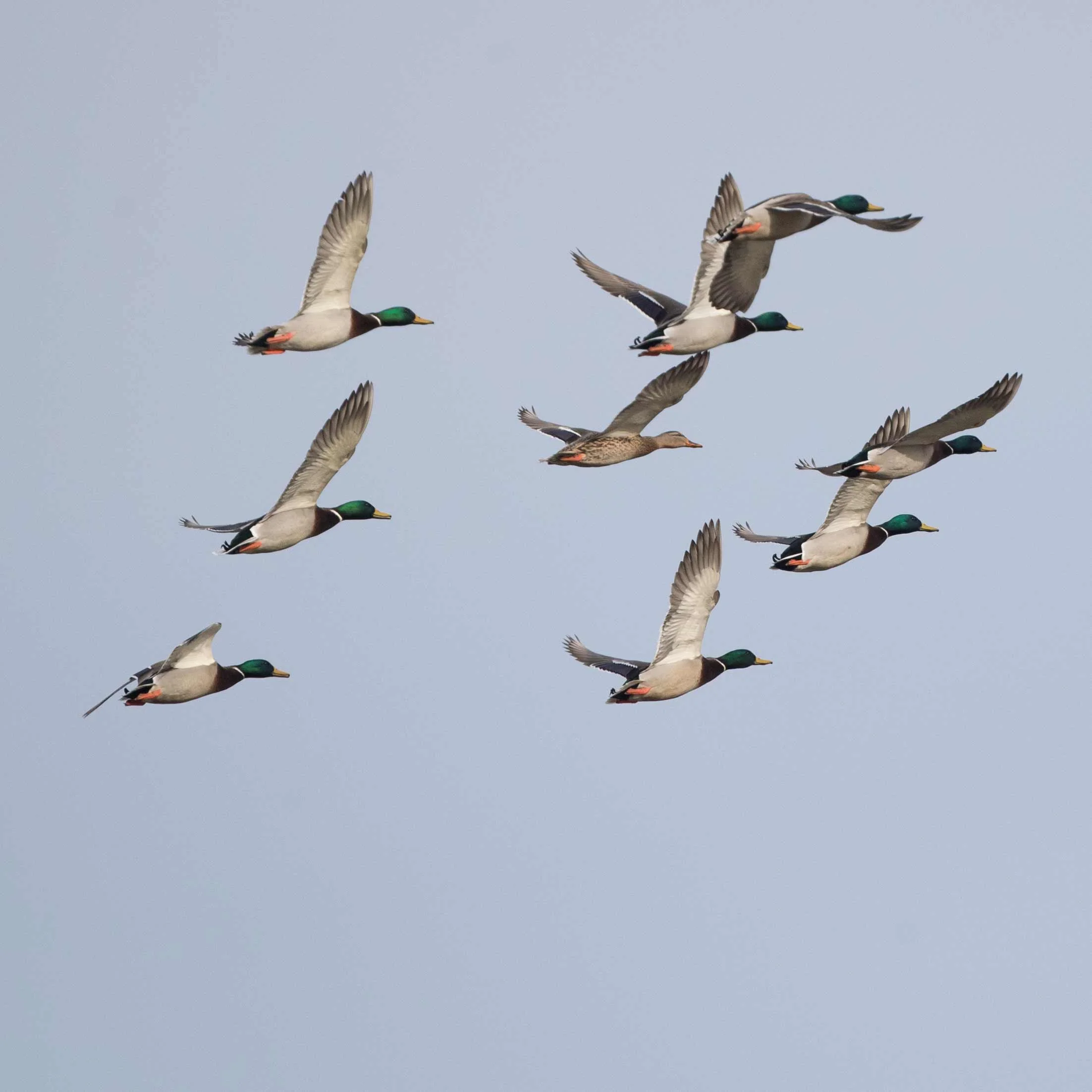 _20181212 wiley duckhunt _MGL3867.jpg