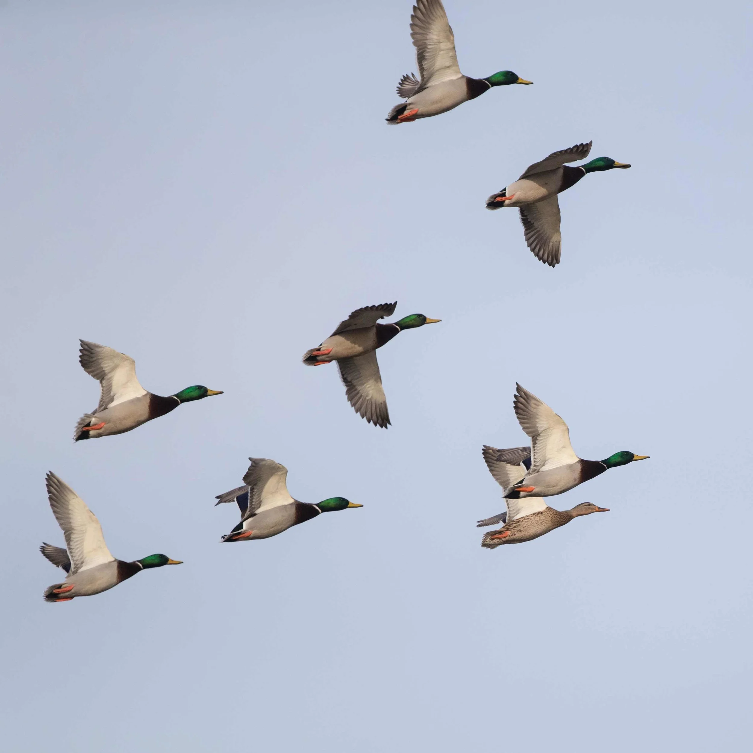 _20181212 wiley duckhunt _MGL3861.jpg