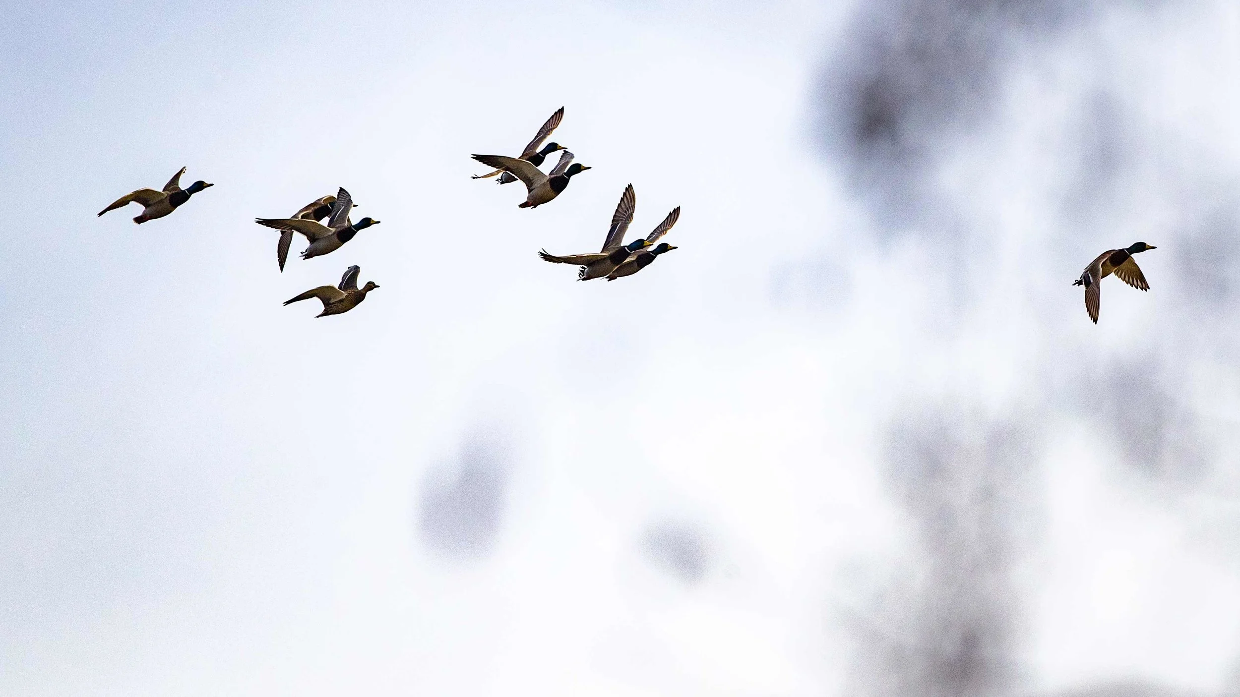 _20181212 wiley duckhunt _MGL3780.jpg