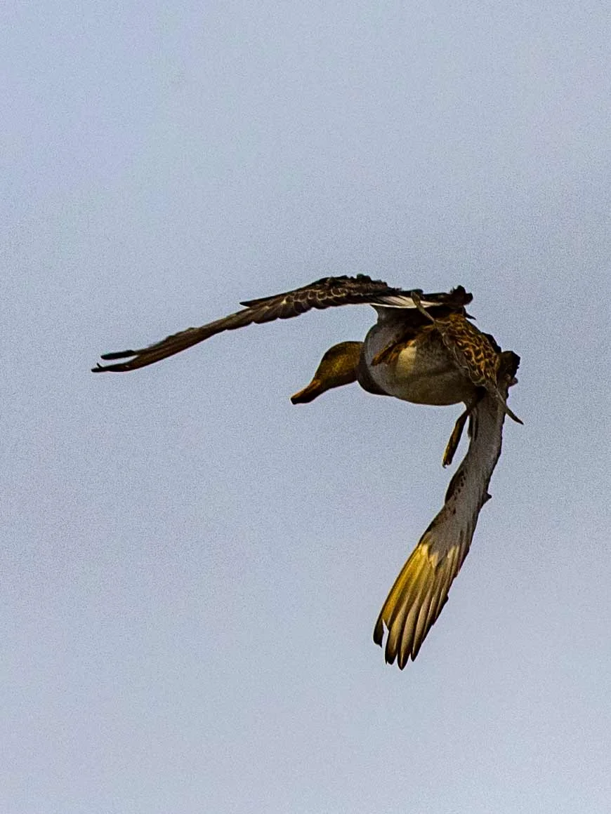 _20181212 wiley duckhunt _MGL3710.jpg