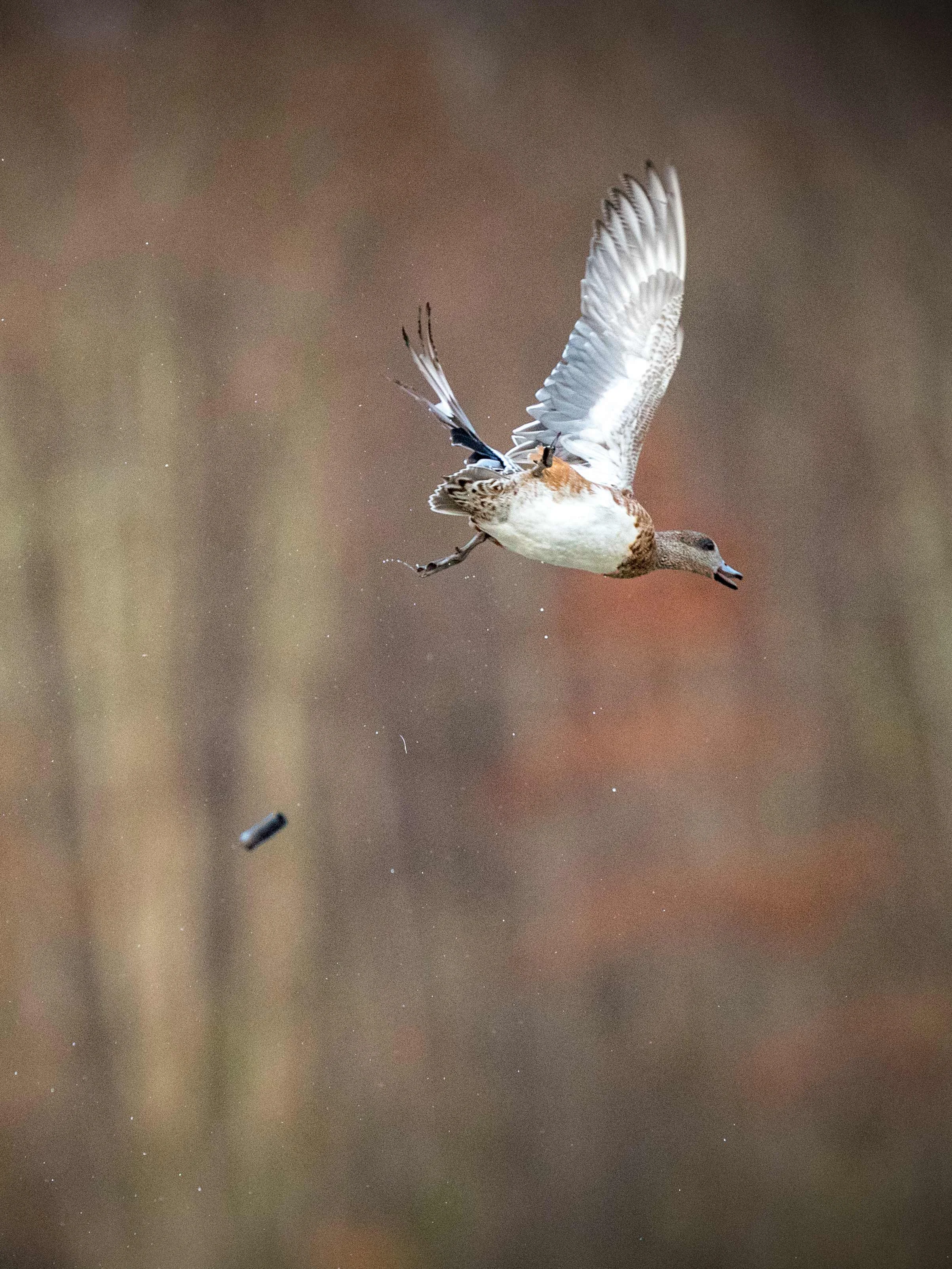 _20181212 wiley duckhunt _MGL2908.jpg