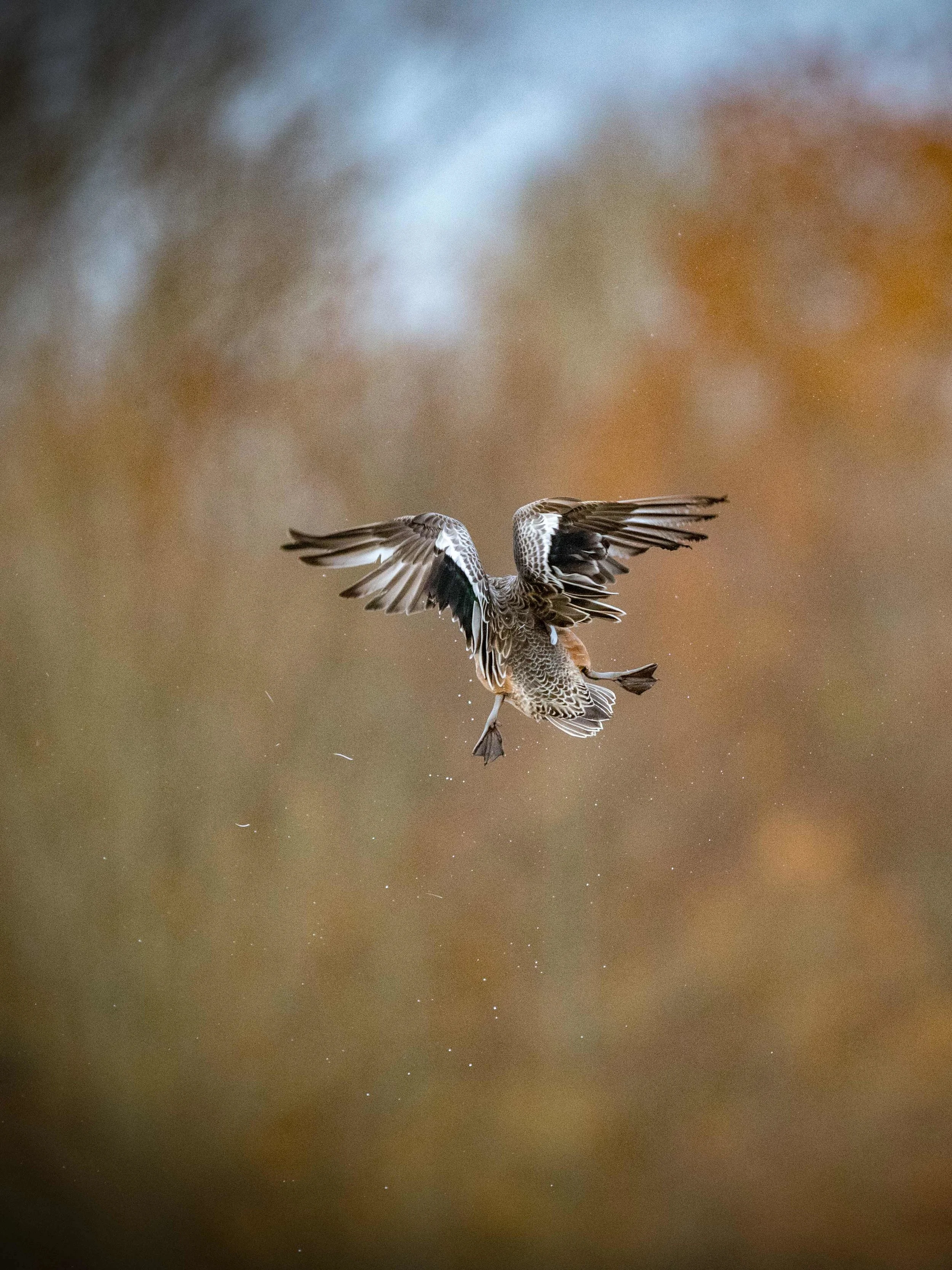_20181212 wiley duckhunt _MGL2905.jpg