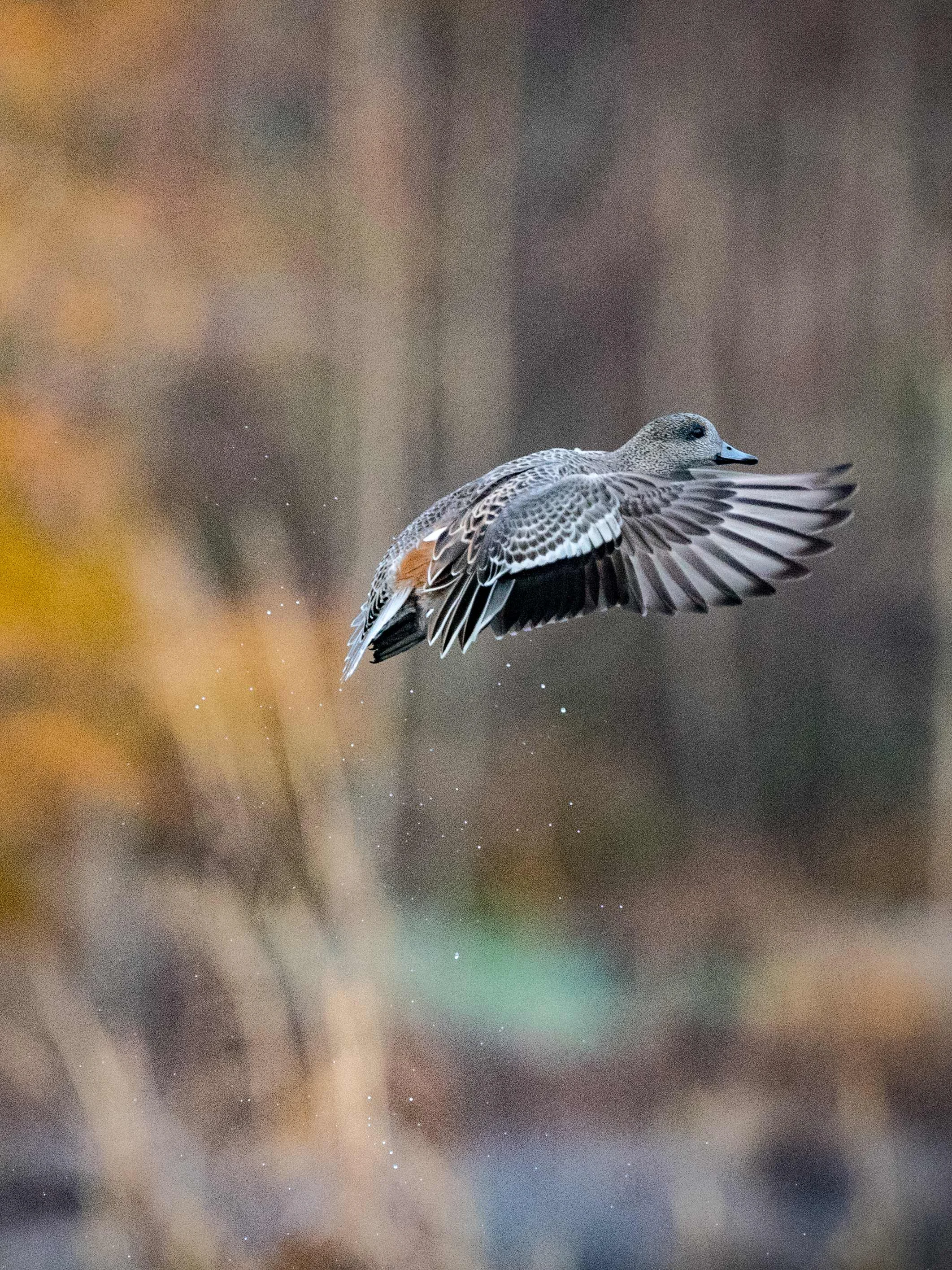 _20181212 wiley duckhunt _MGL2901.jpg
