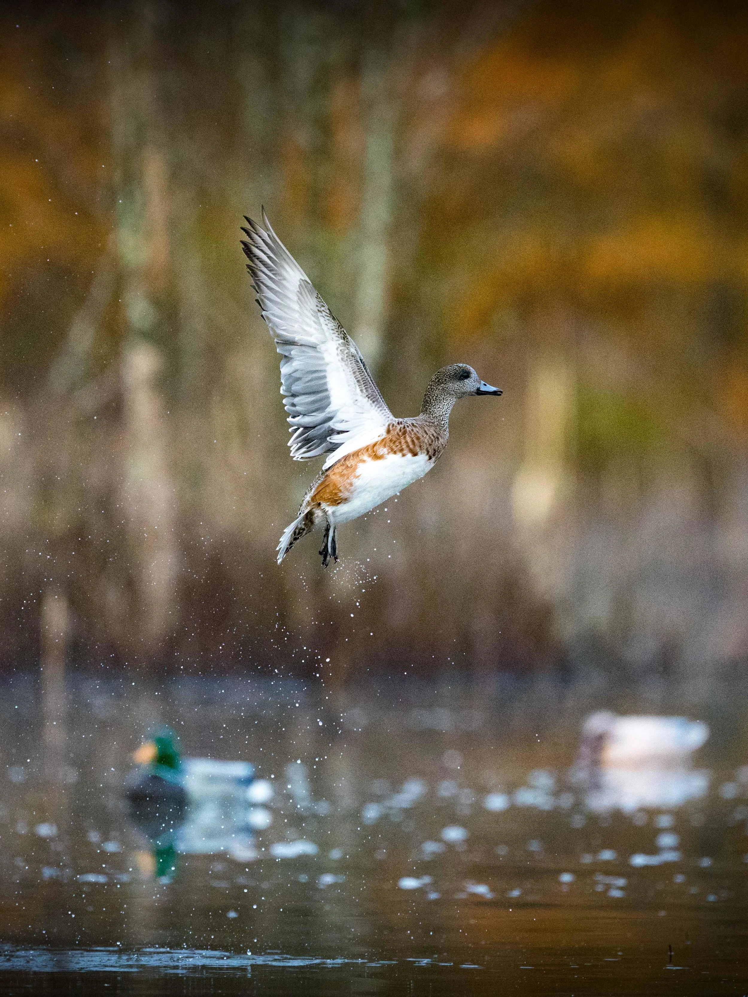 _20181212 wiley duckhunt _MGL2896.jpg