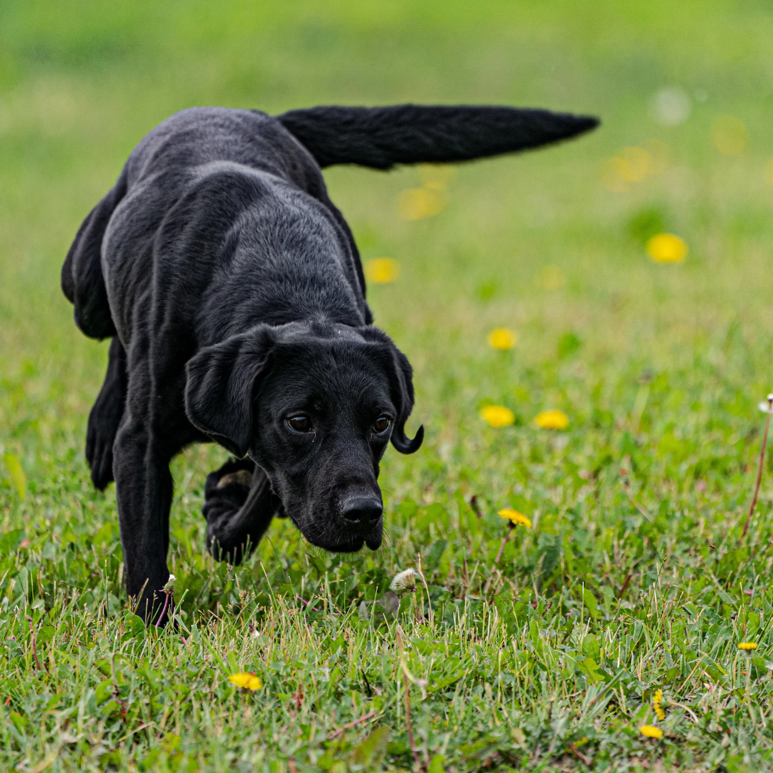 2019-6-20-JOSH BLACK LAB _AAA1590.jpg