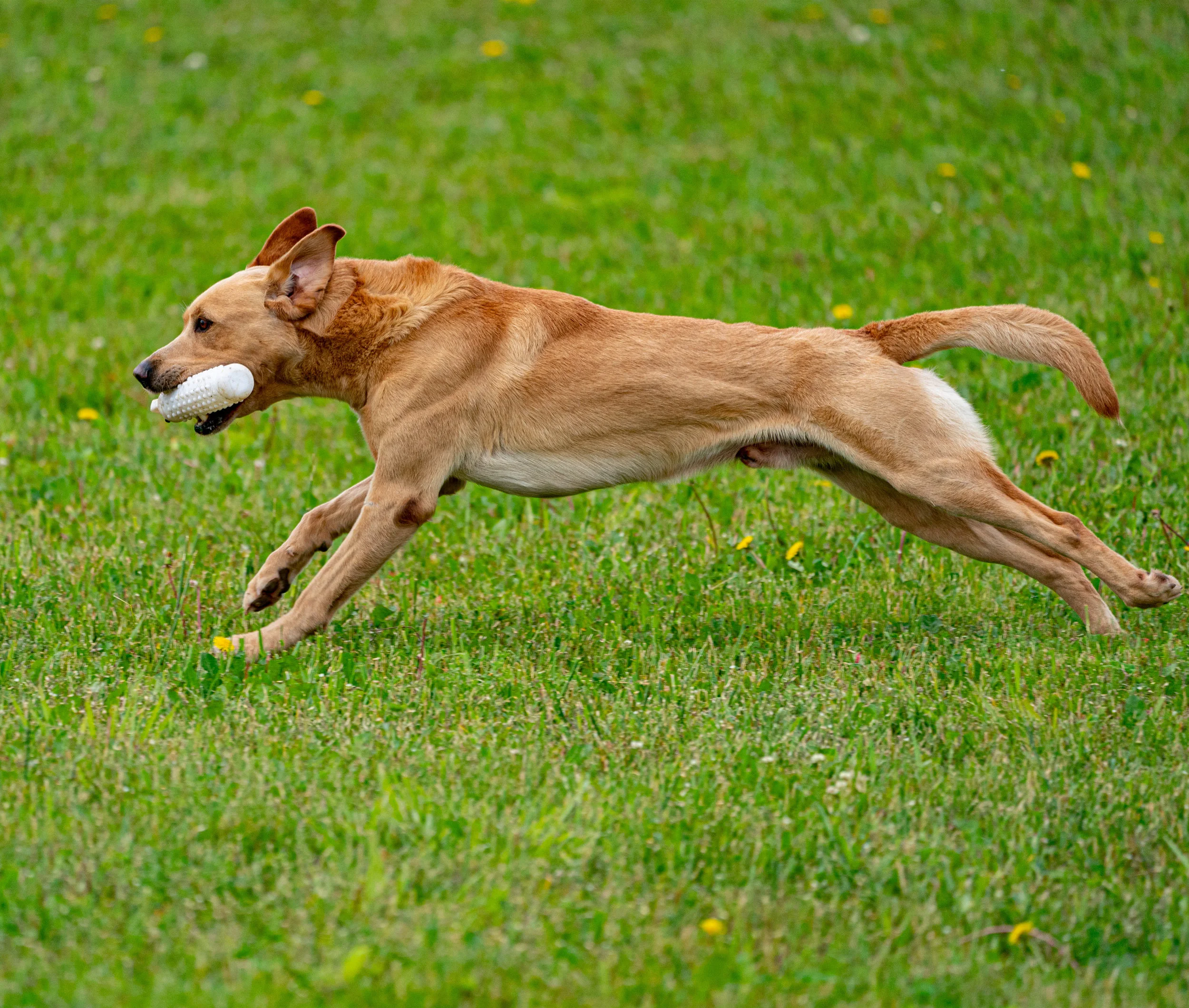 2019-6-20_JOSH SENDS YELLOW LAB _AAA1432.jpg