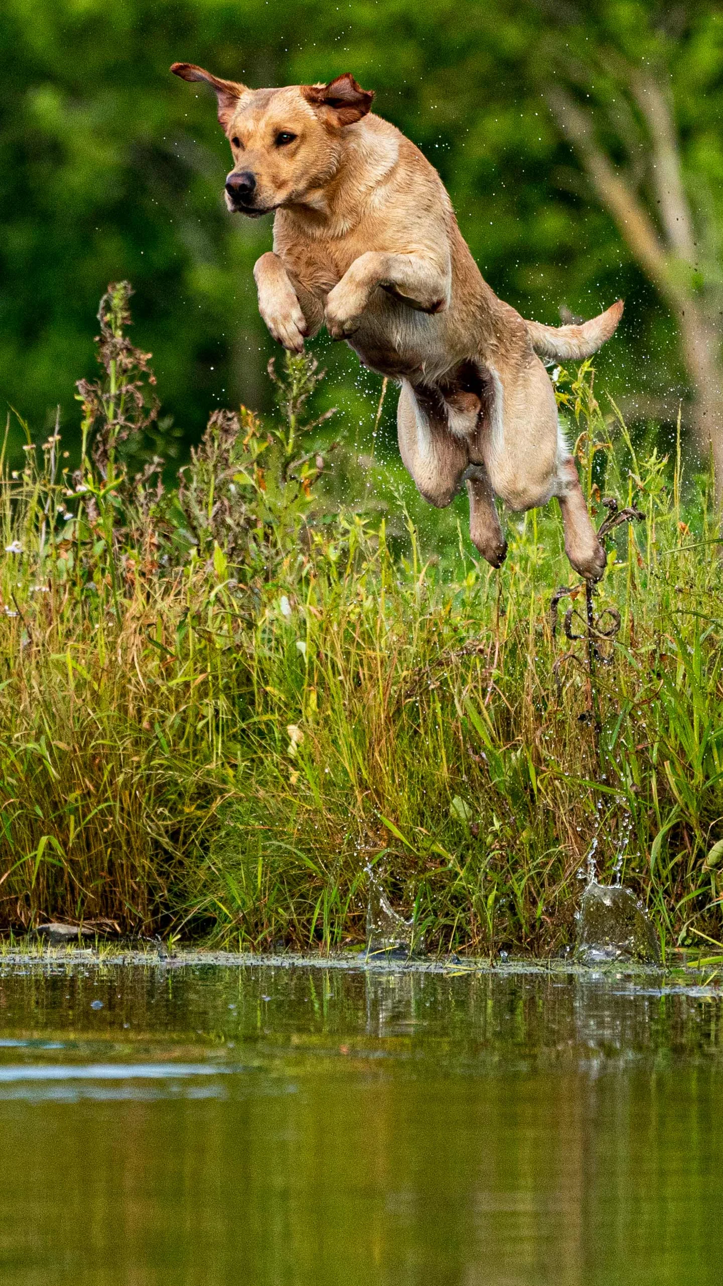 yellow lab JOSH MILLER AIR DOG _A995828.jpg