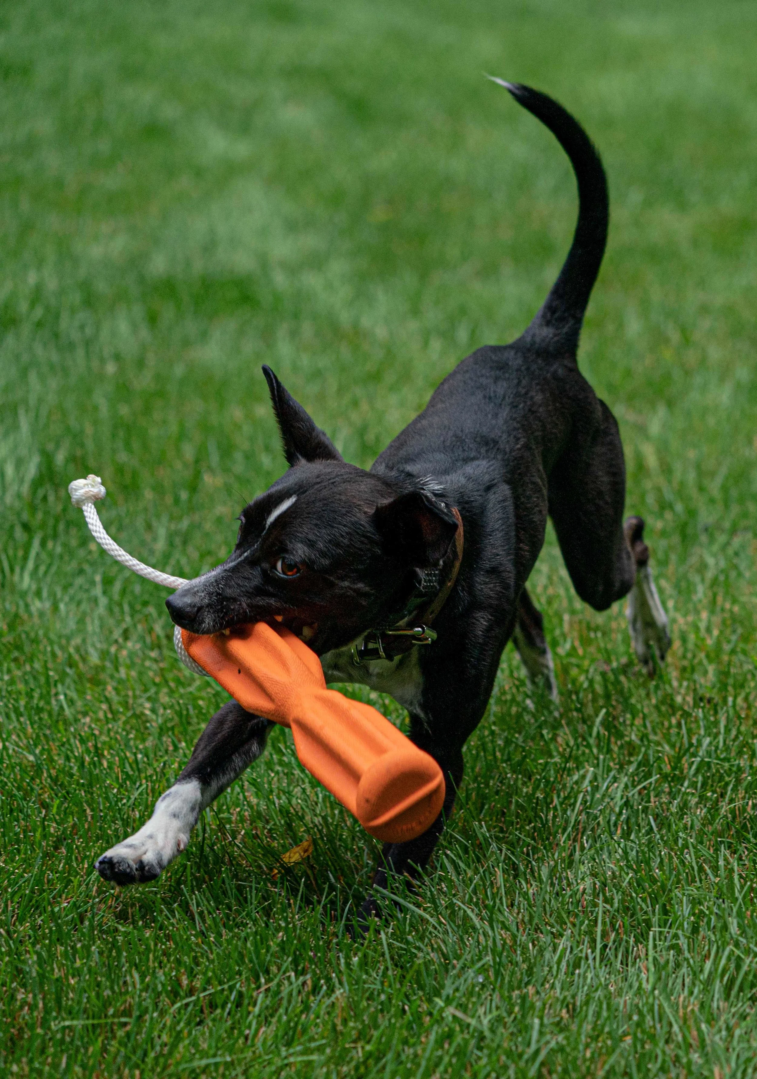 loki_A998719.jpg