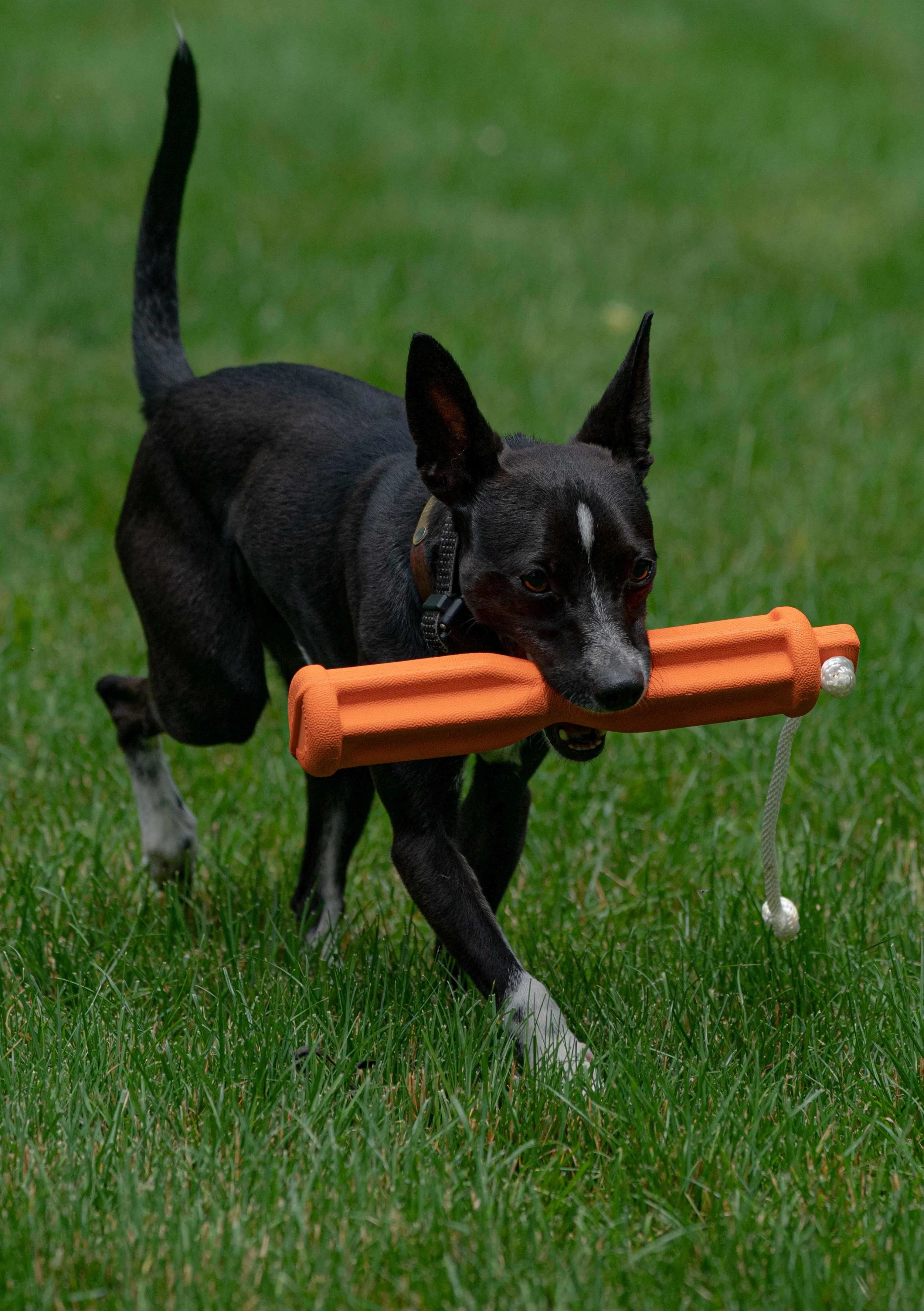 loki_A998756.jpg